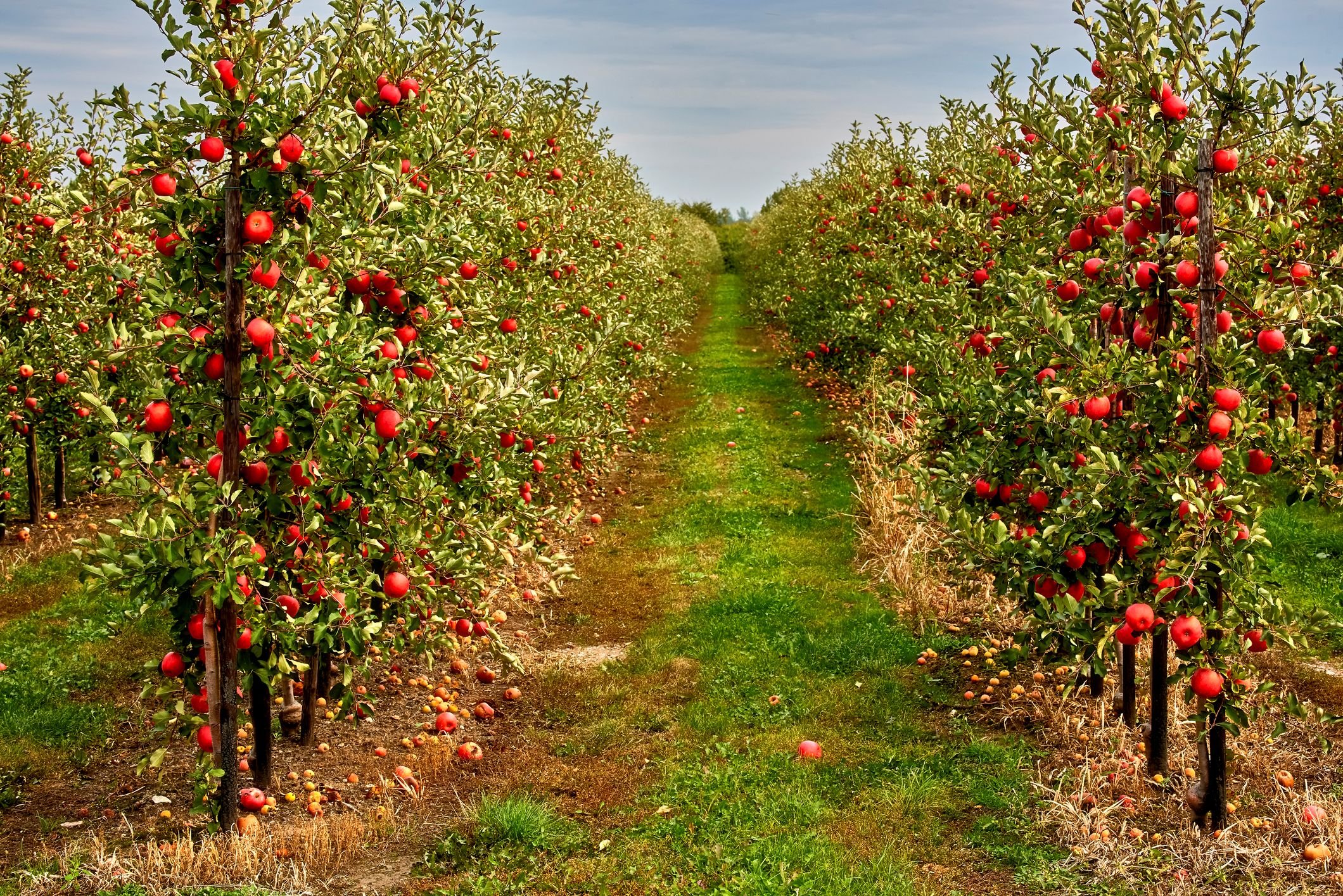 Apple trees in an orchard