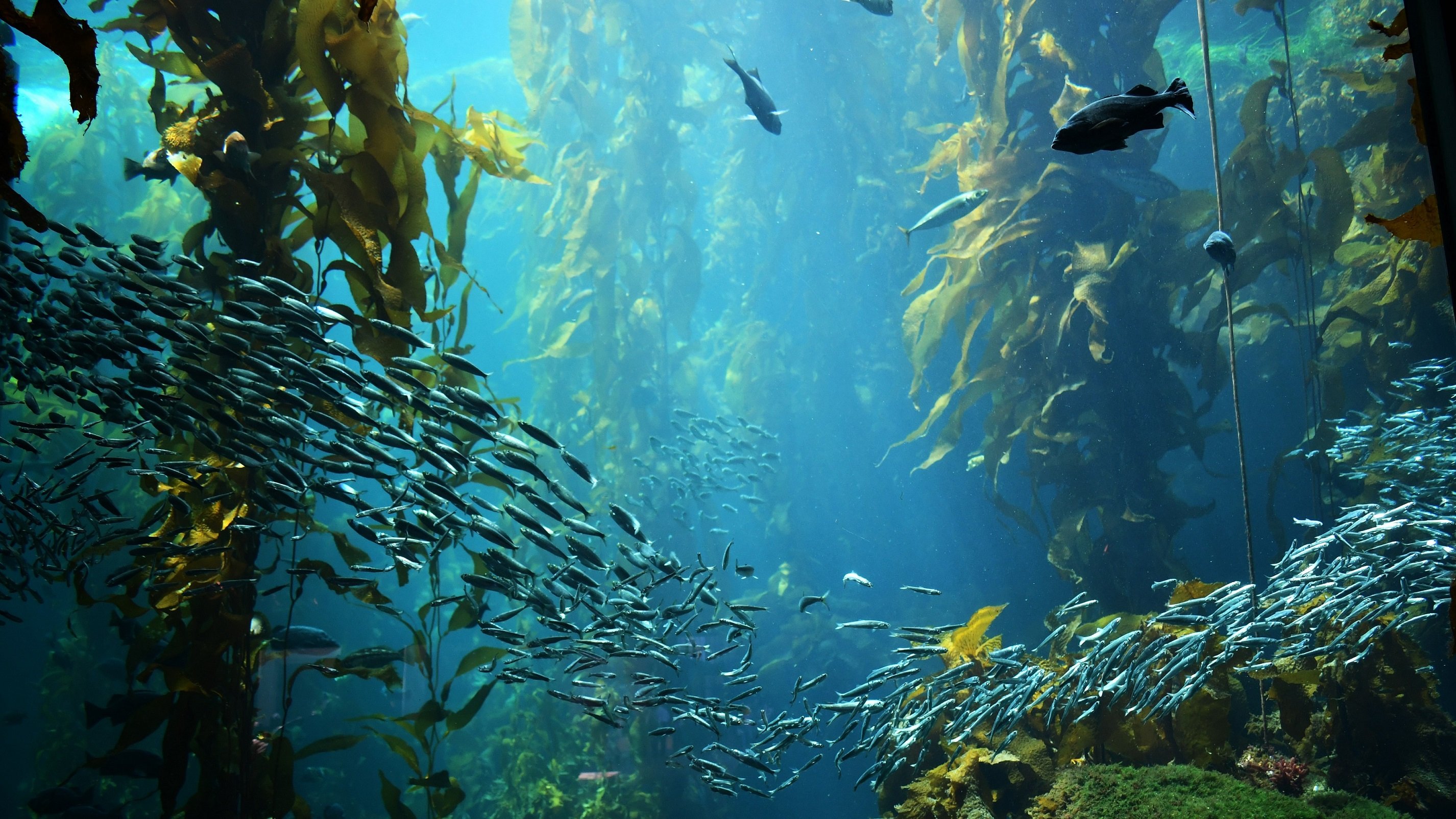 kelp seaweed forest ocean underwater fish