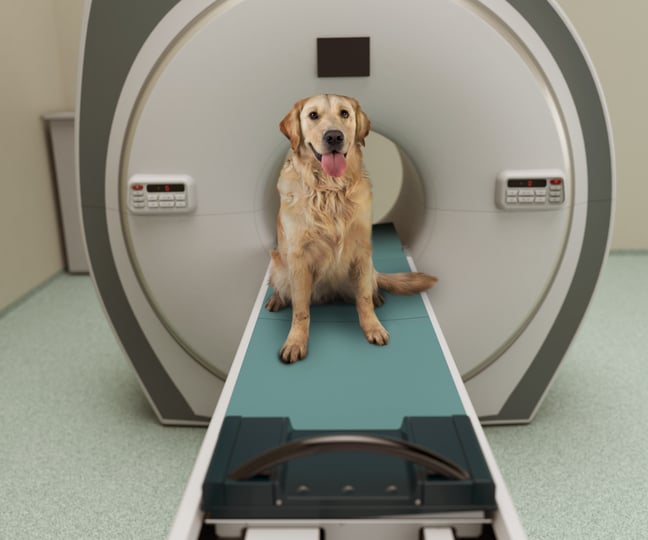 A large friendly-looking dog sites atop an MRI scanner