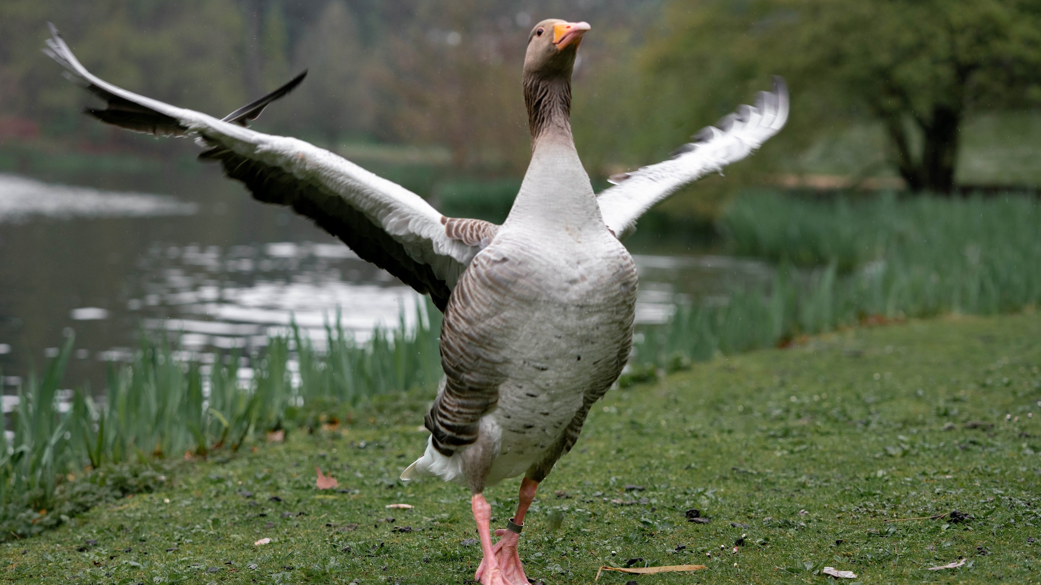 goose geese bird wings fly