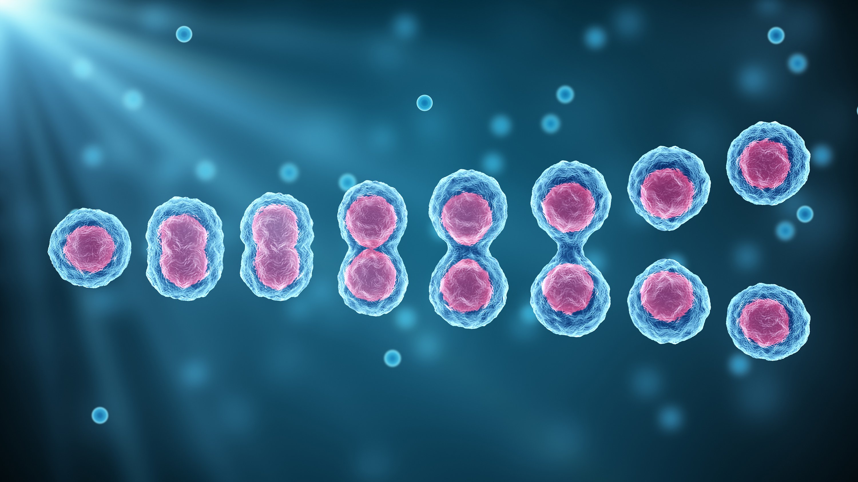 stem cells embyonic cells embryo