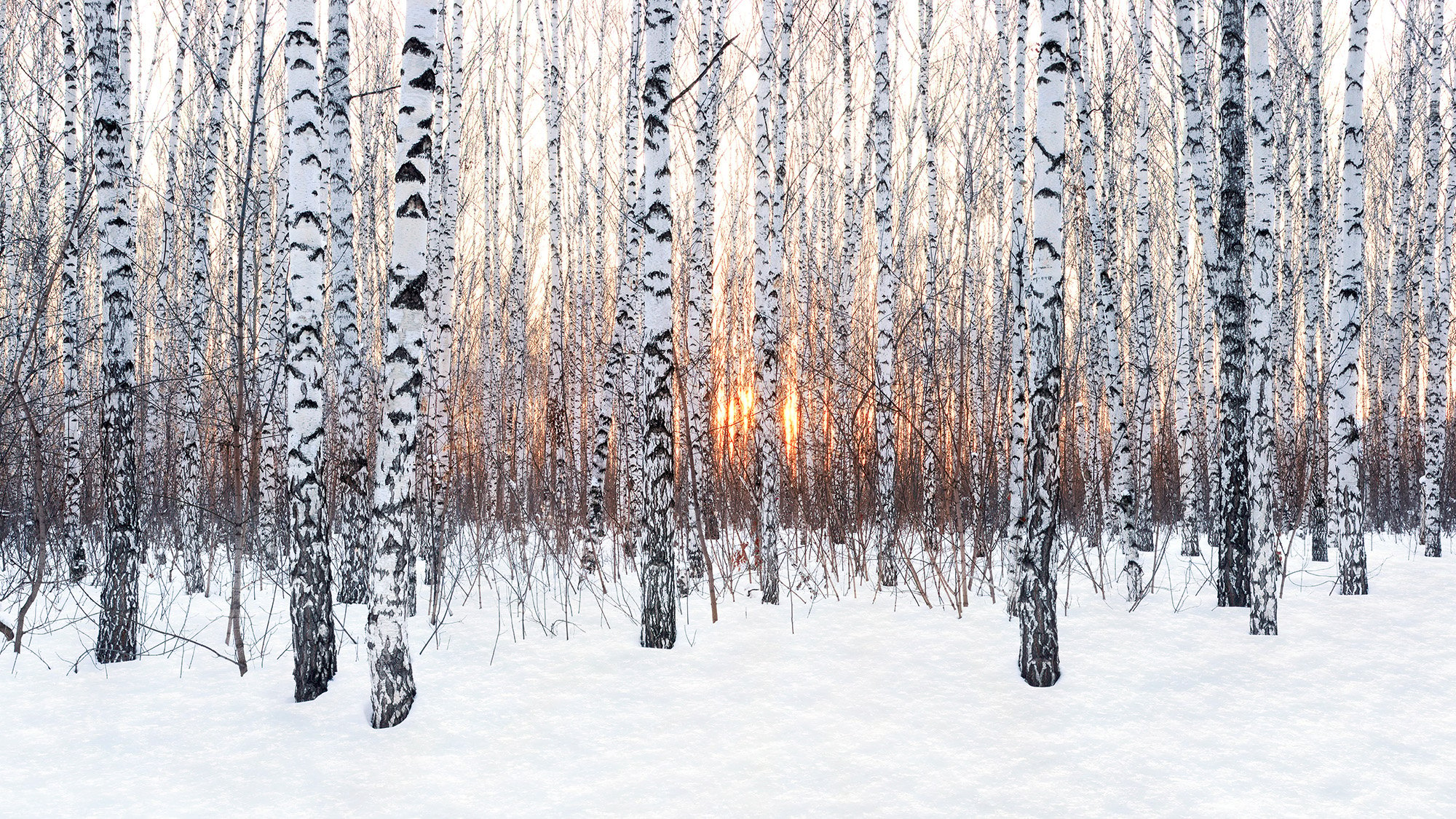 forest trees winter birch snow sun