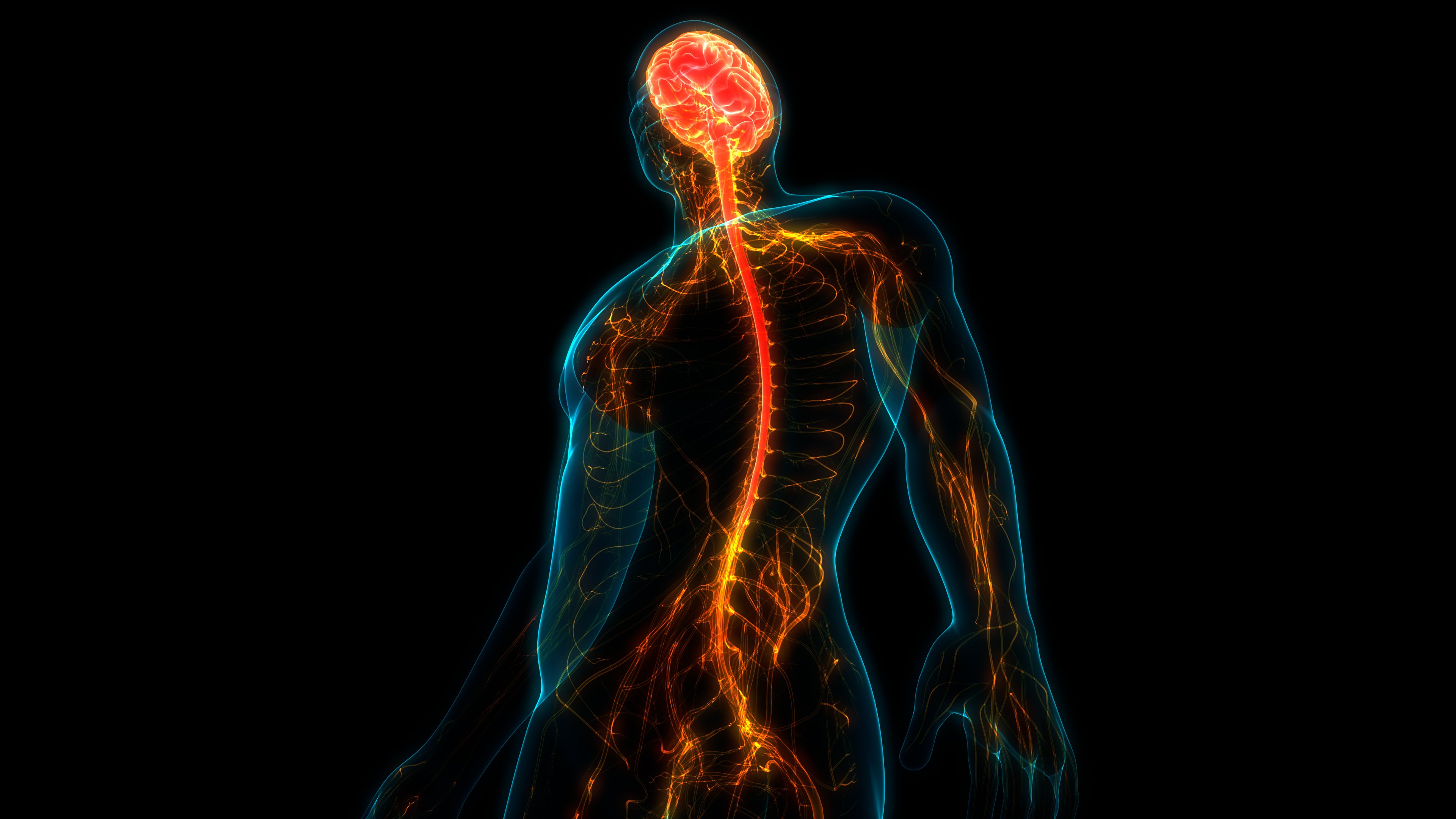 ALS spinal cord nervous system brain spine