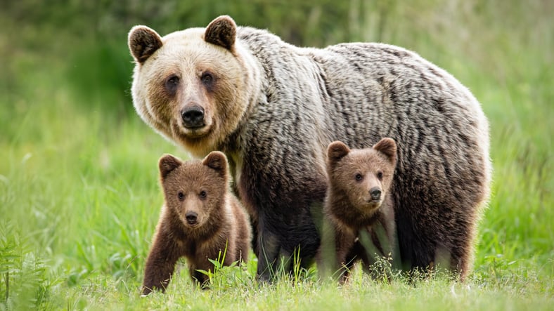 A mother brown bear stands protective over her two cubs surrounded by green grass