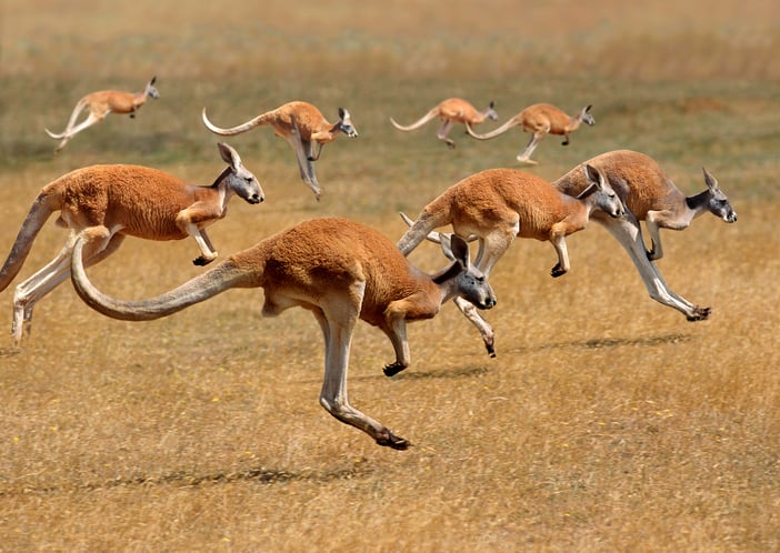 A group of eight red kangaroos hops along a golden desert in Australia