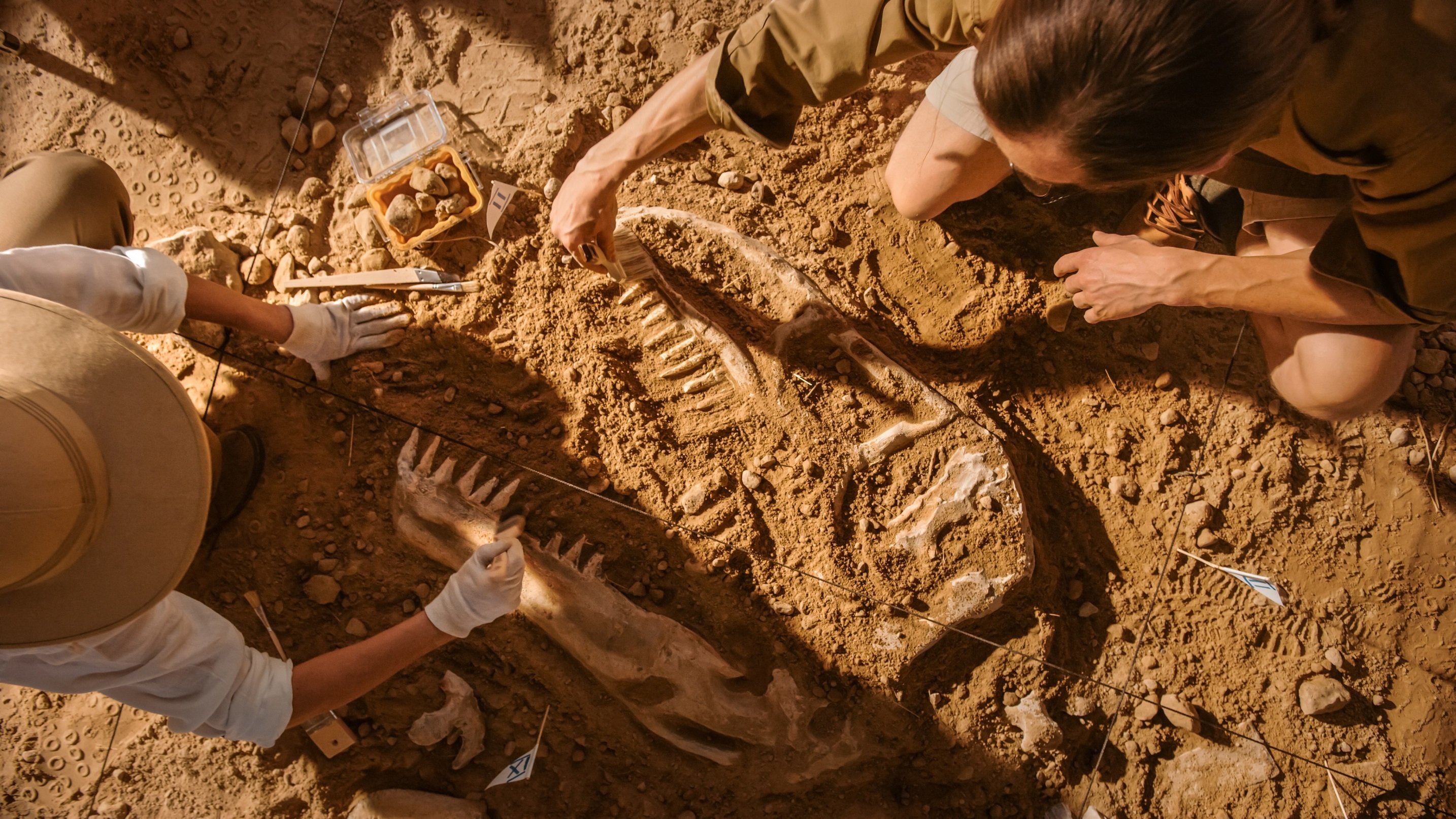 bone dig scientists archeology skeleton dinosaur 