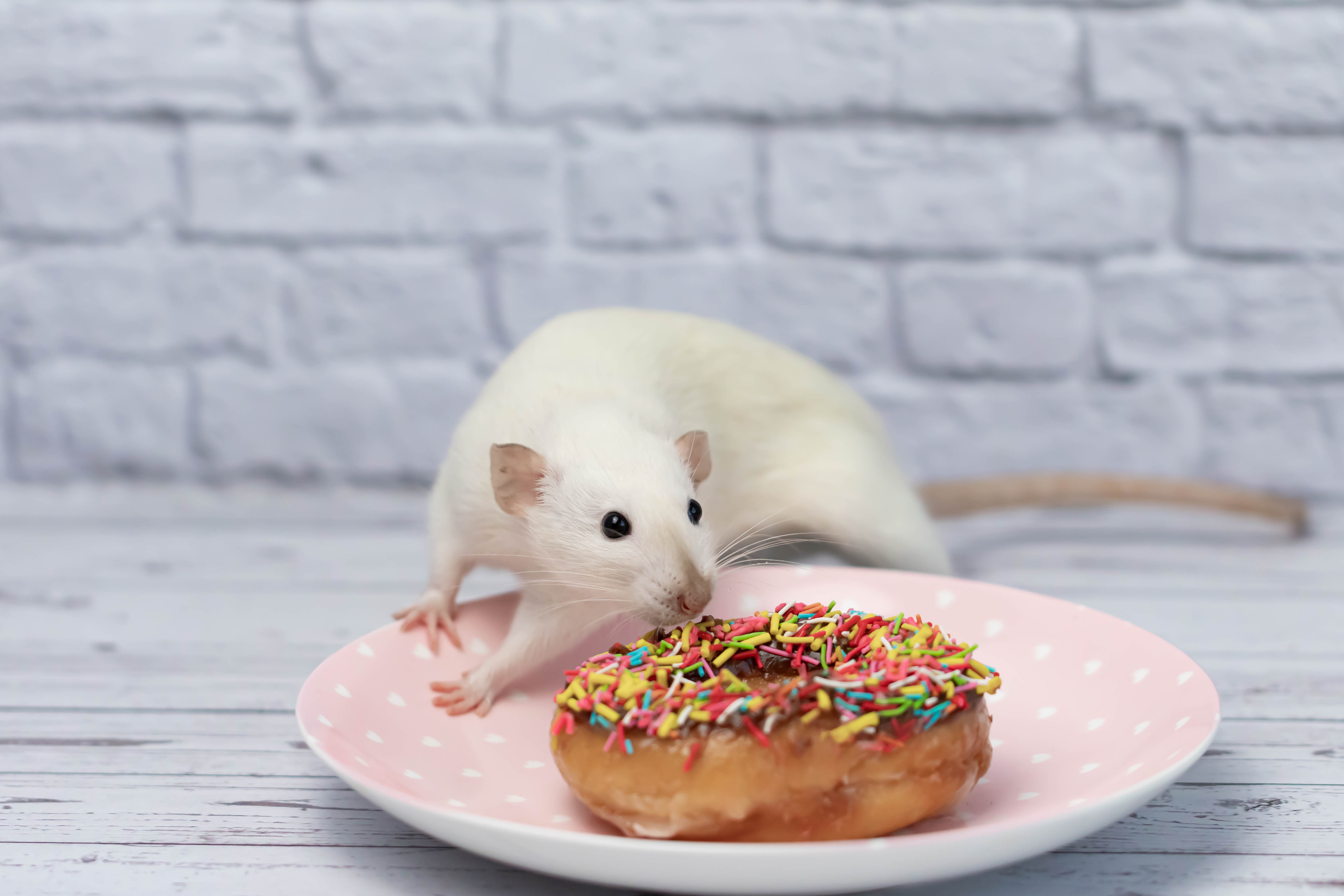 A white mouse creeps up to nibble on a delicious-looking donut 