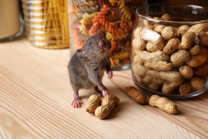 A gray mouse with a jar of peanuts The mouse presumably doesnt have a peanut allergy or if it does has been taking the dr