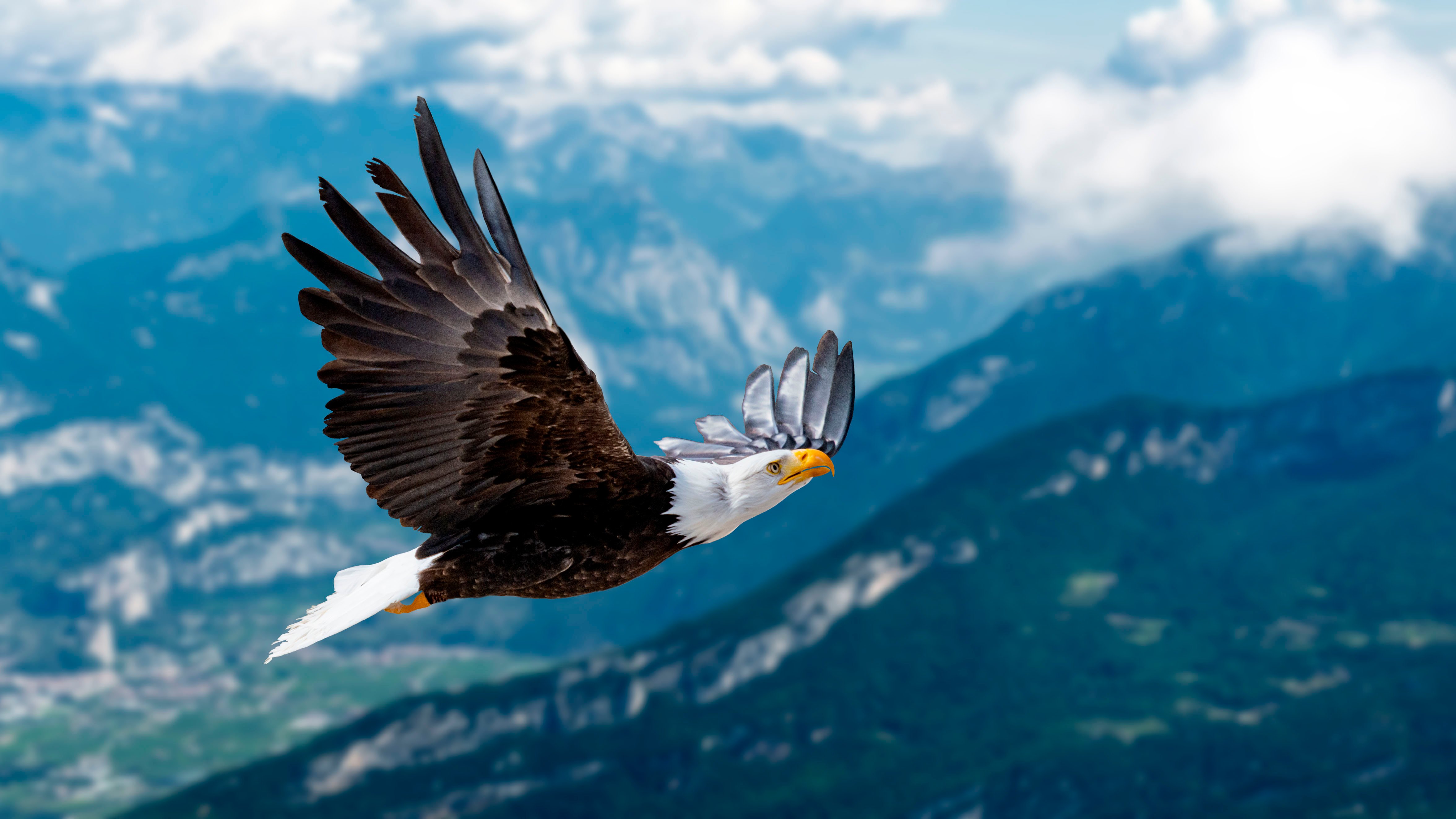 eagle bird flight soar mountains fly
