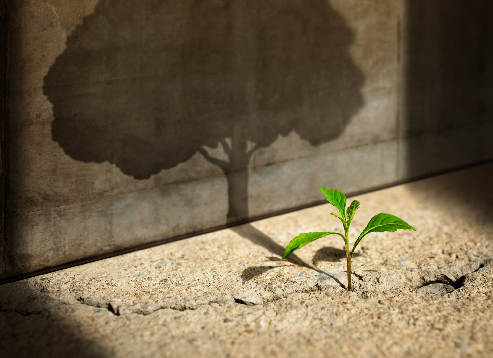 A small plant growing in a crack in the ground with a shadow of a tree behind it