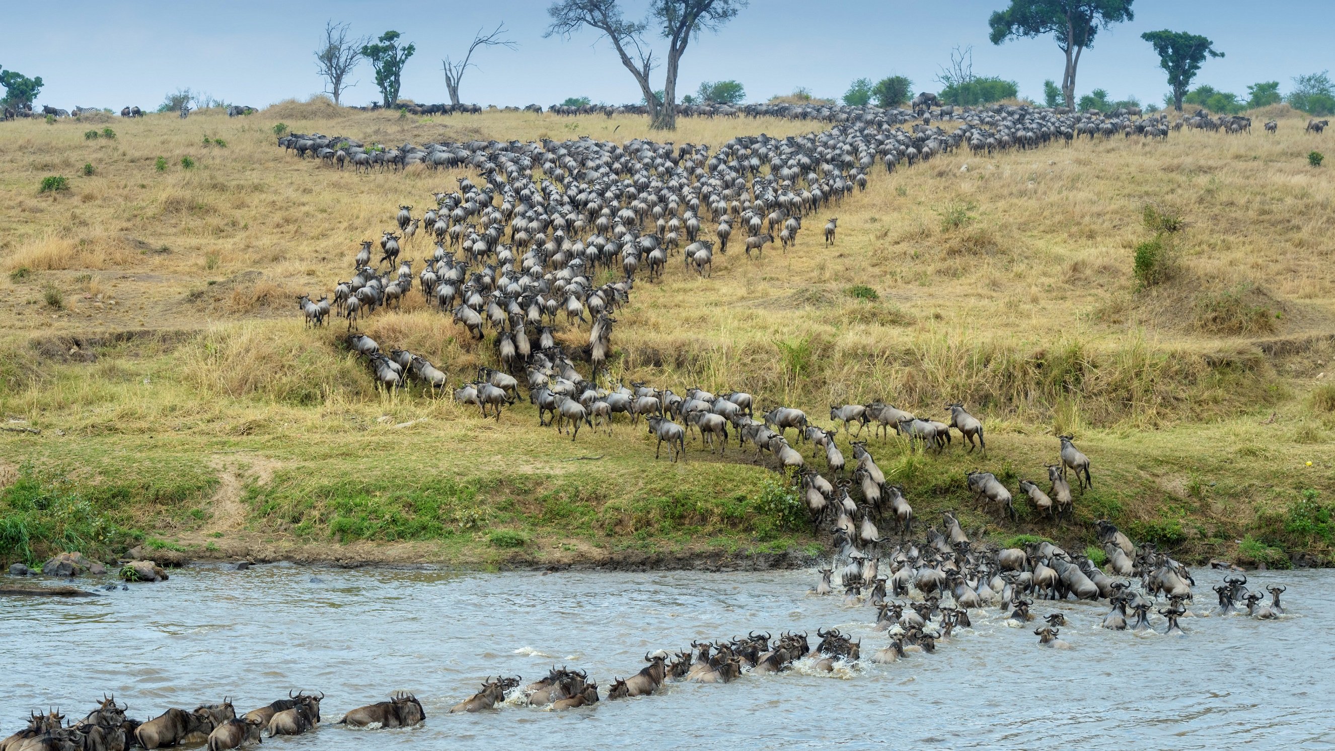 migrate wildebeest safari Africa animals herd crowd stampede