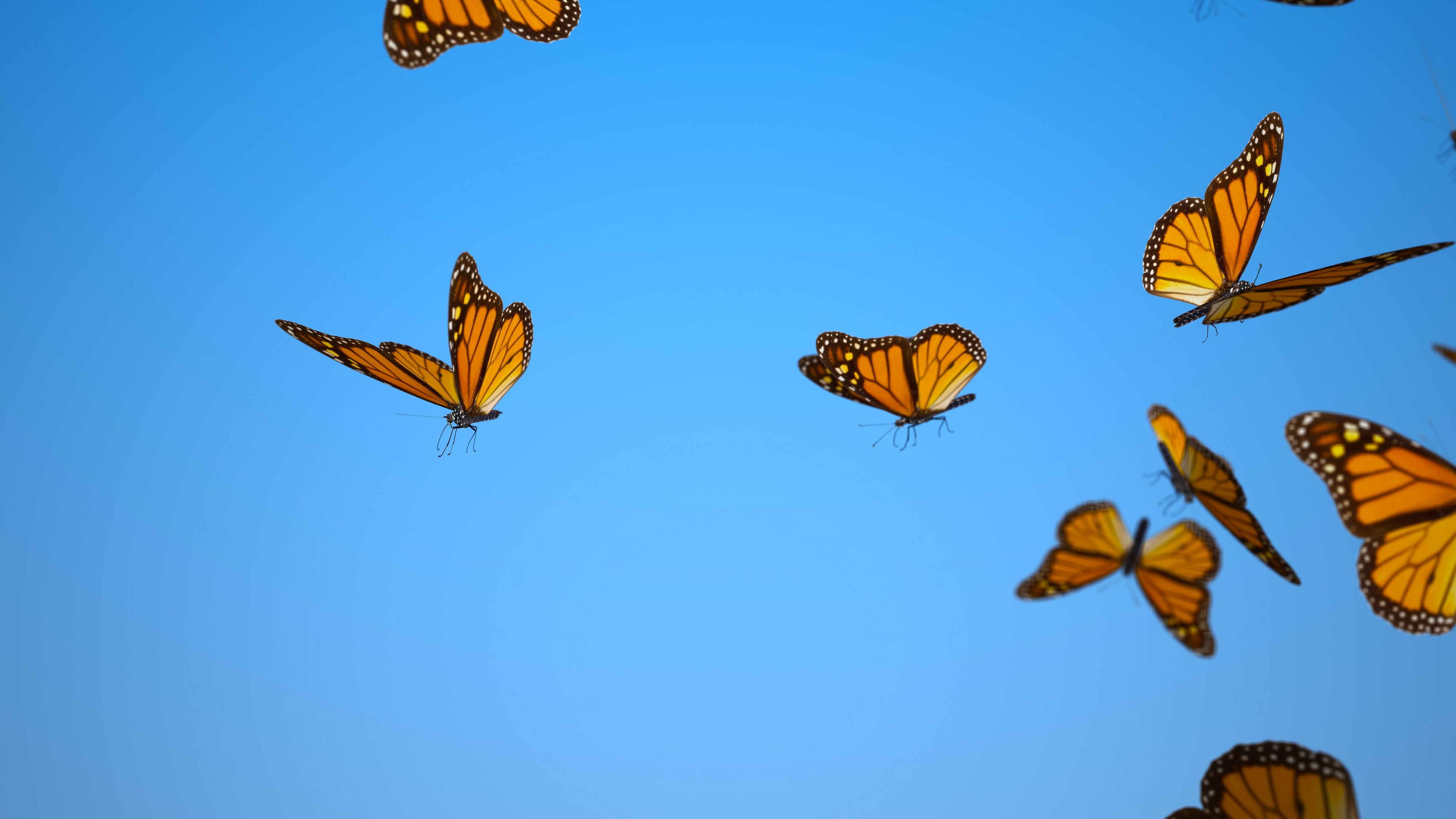 butterfly monarchs fly bugs wings flutter