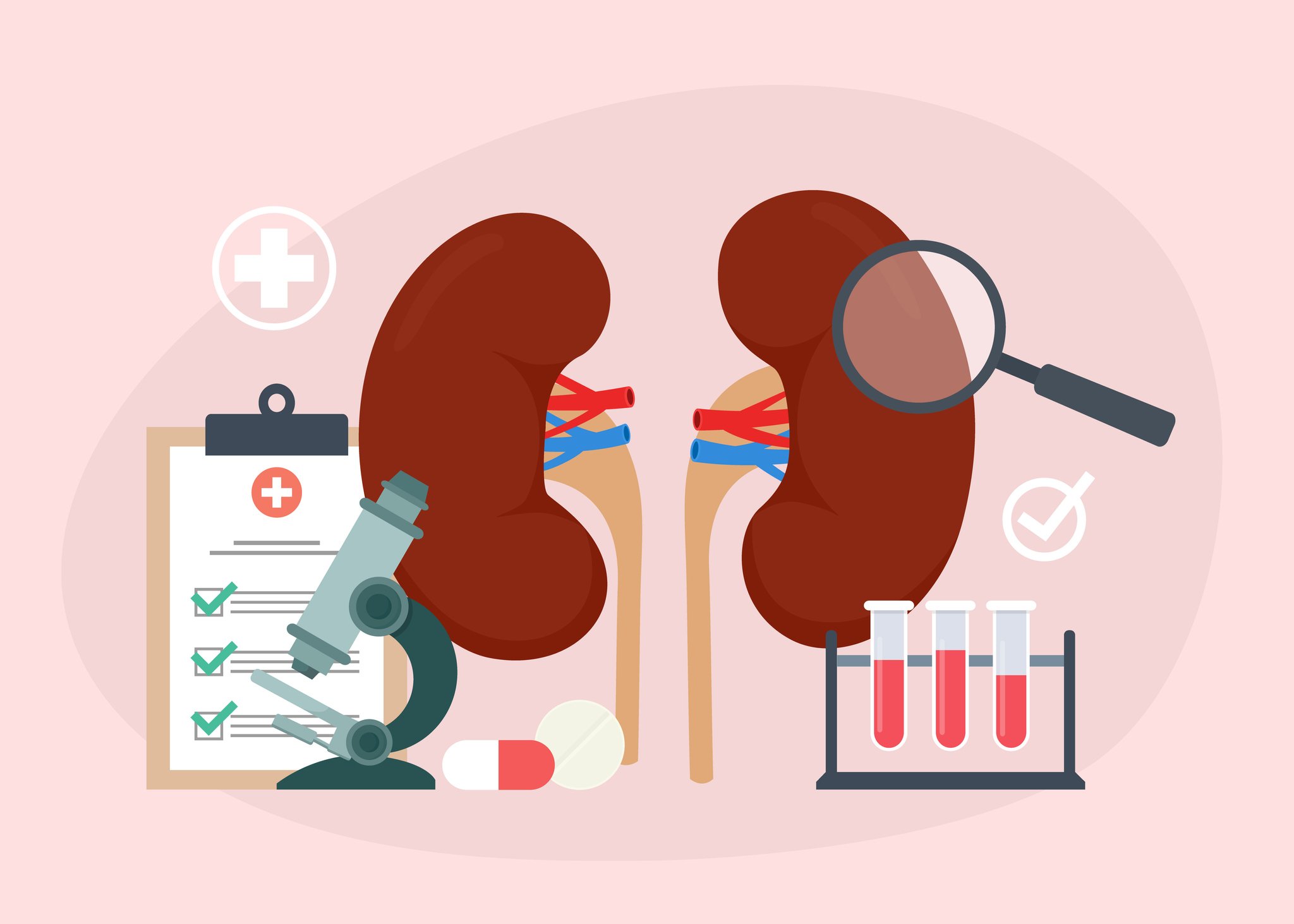 A pair of kidneys and diagnostic tools such as a microscope and beakers