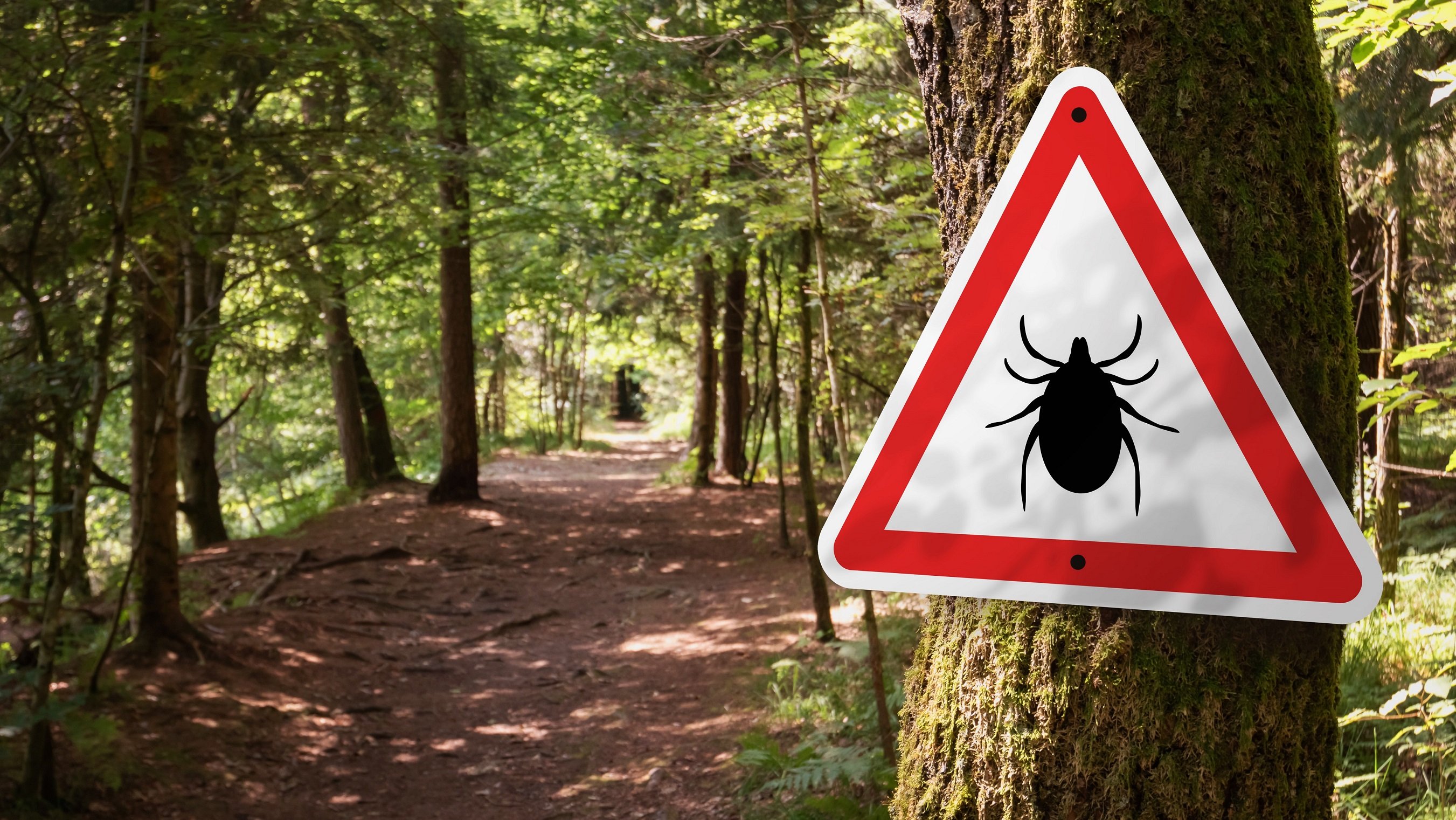 lyme disease tick forest