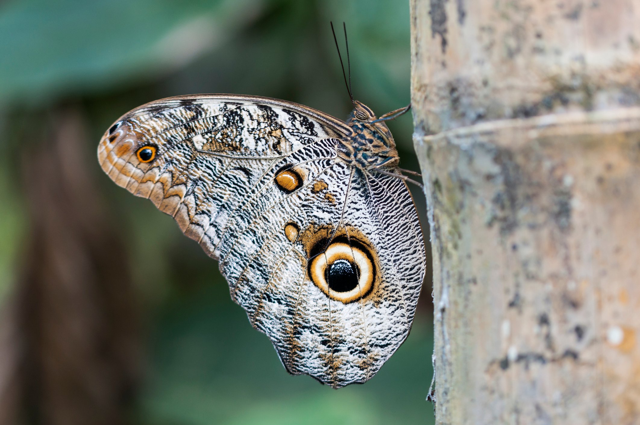 photo of an owl butterfly on a branch