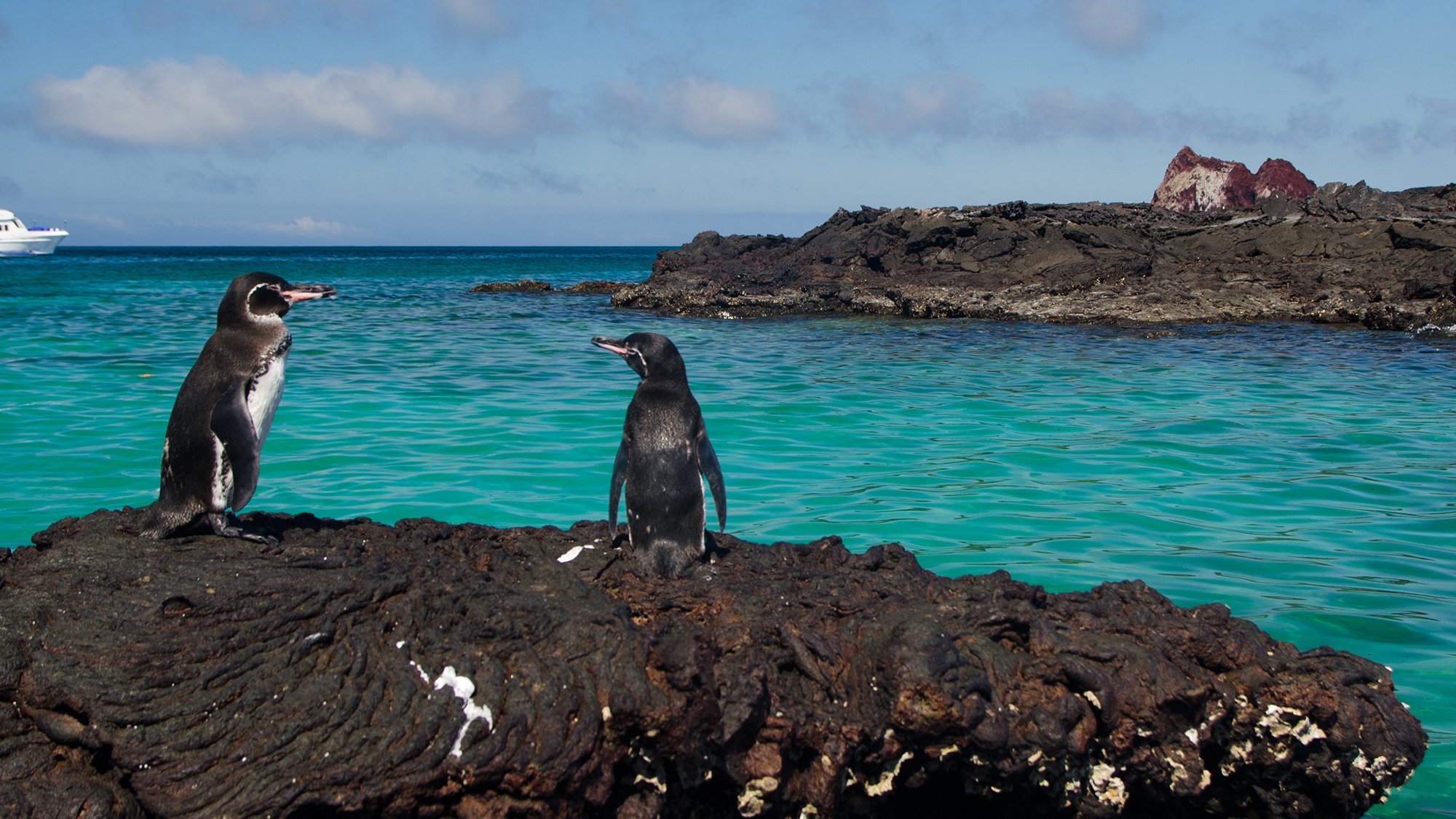 Galapagos penguins rock meet water