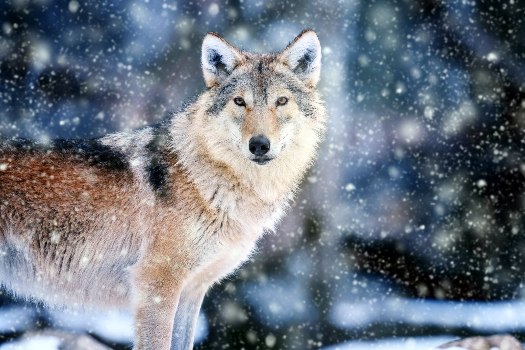photo of a grey wolf in winter