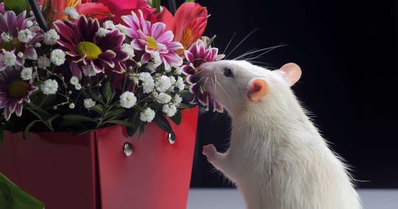 A photo of a white rat sniffing a bouquet of flowers