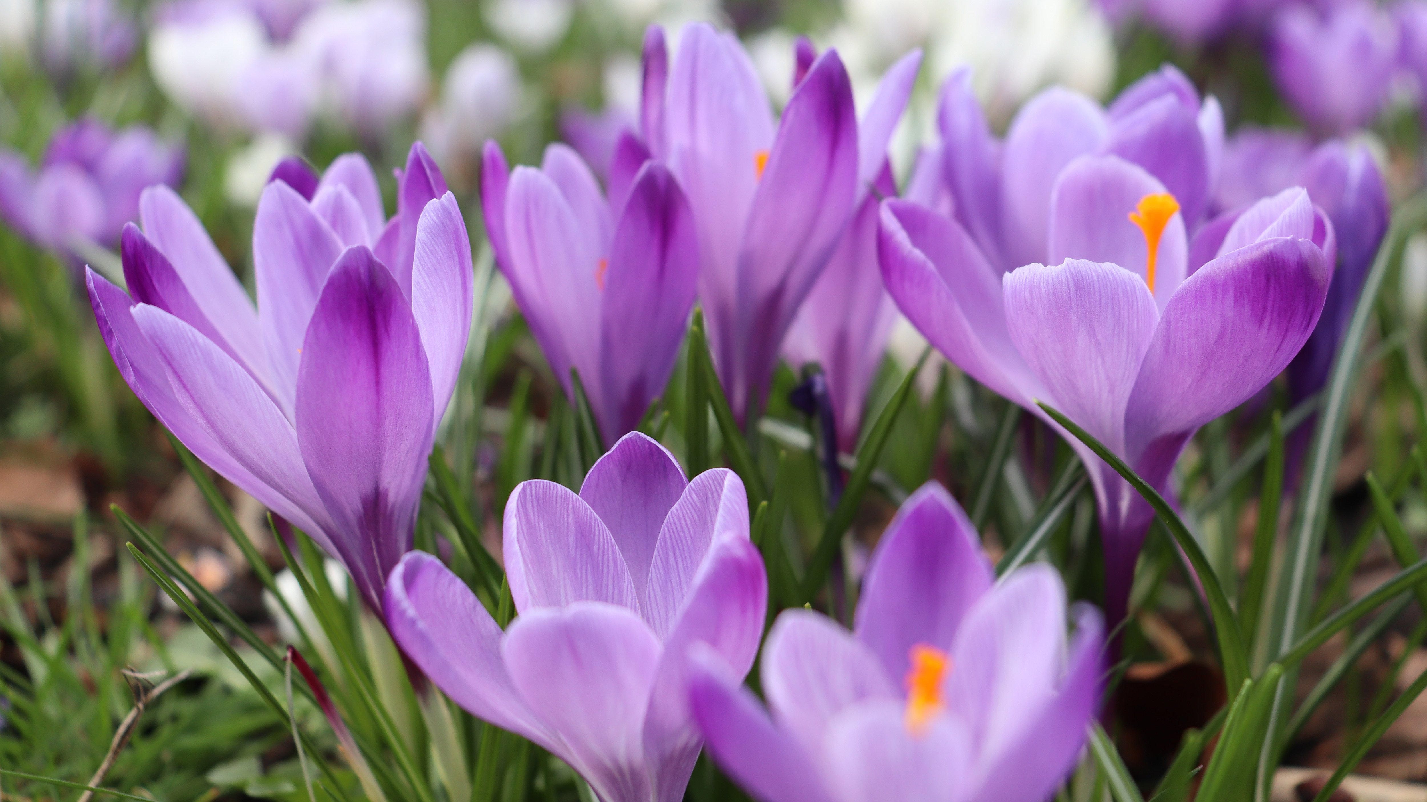 crocus spring flowers bloom blossom purple violet