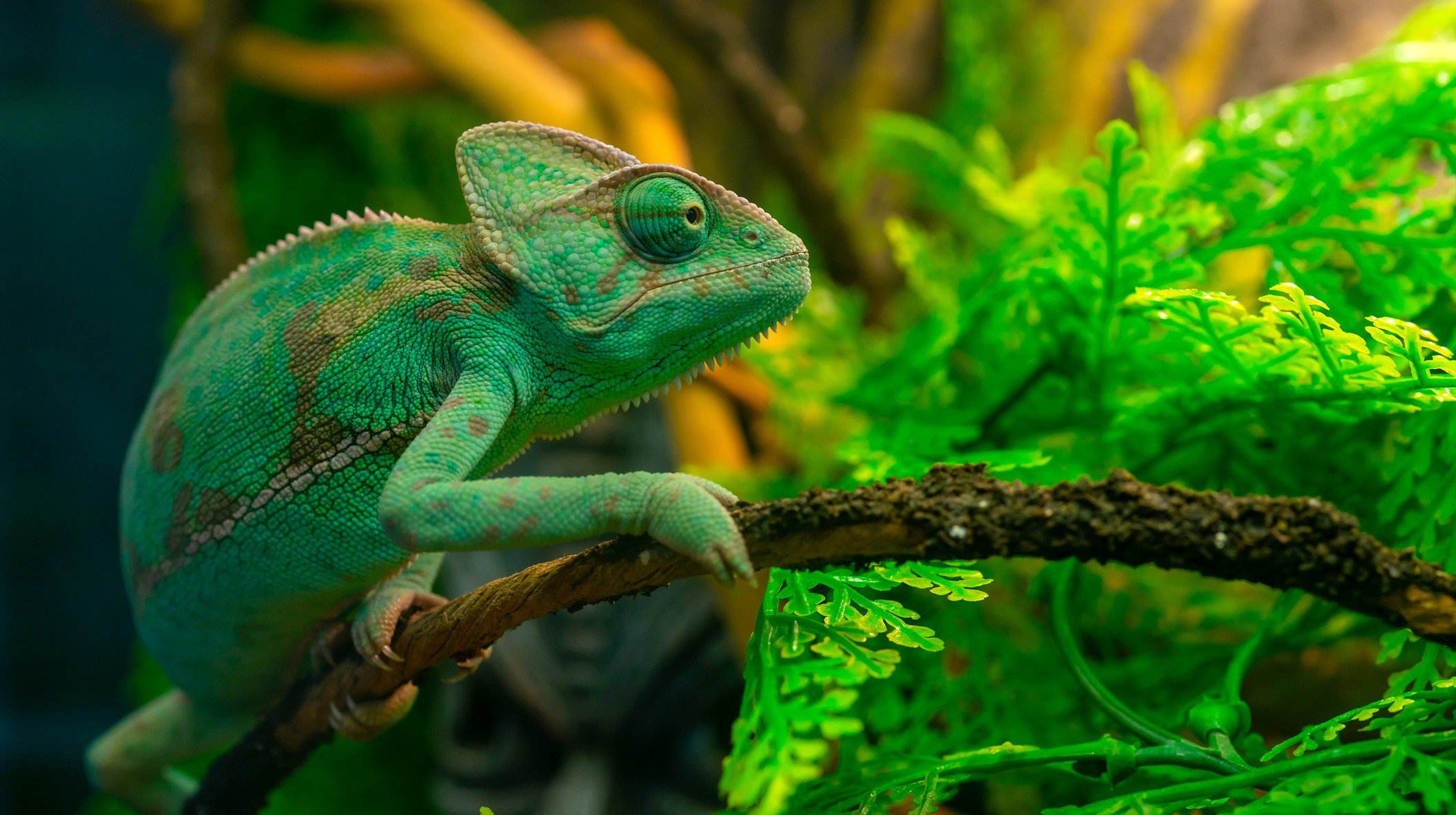 chameleon plants green reptile lizard