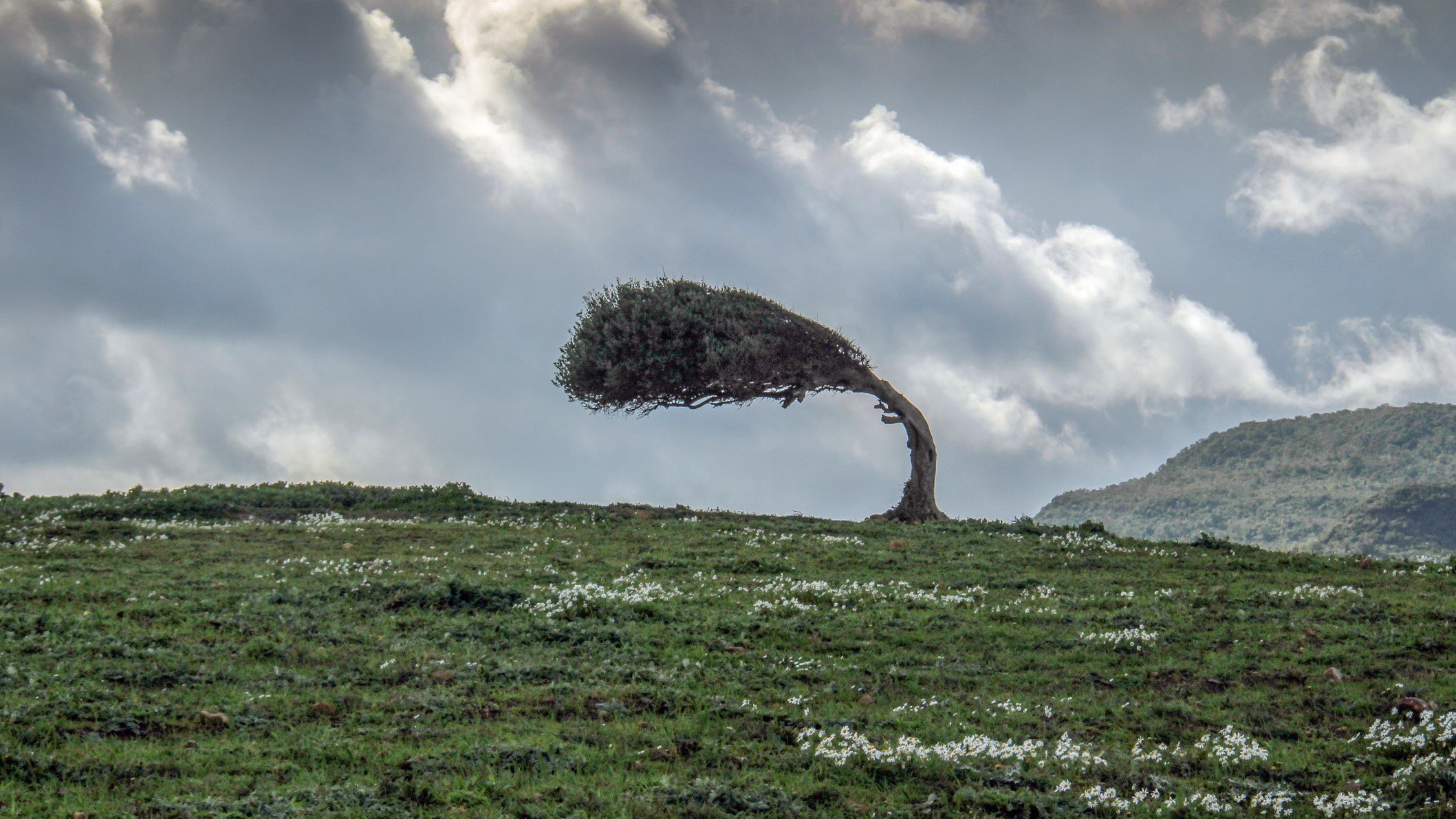 photo of the wind blowing a tree into a 90-degree angle toward the left