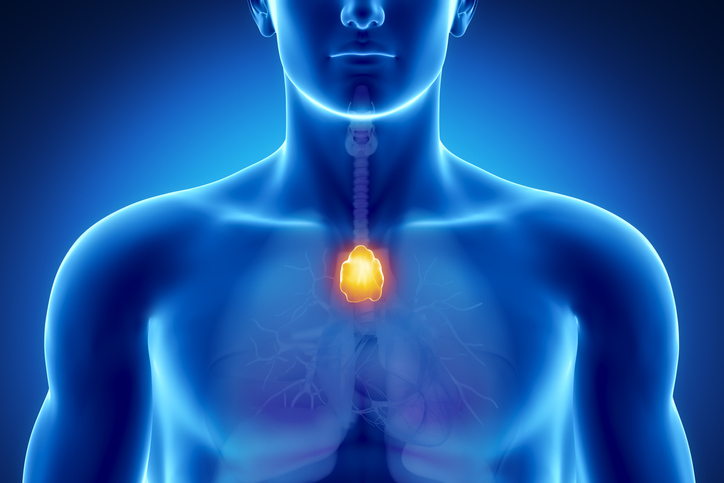 An artists depiction of the thymus gland An outline of a human male appears in blue The thymus gland coloured bright yell