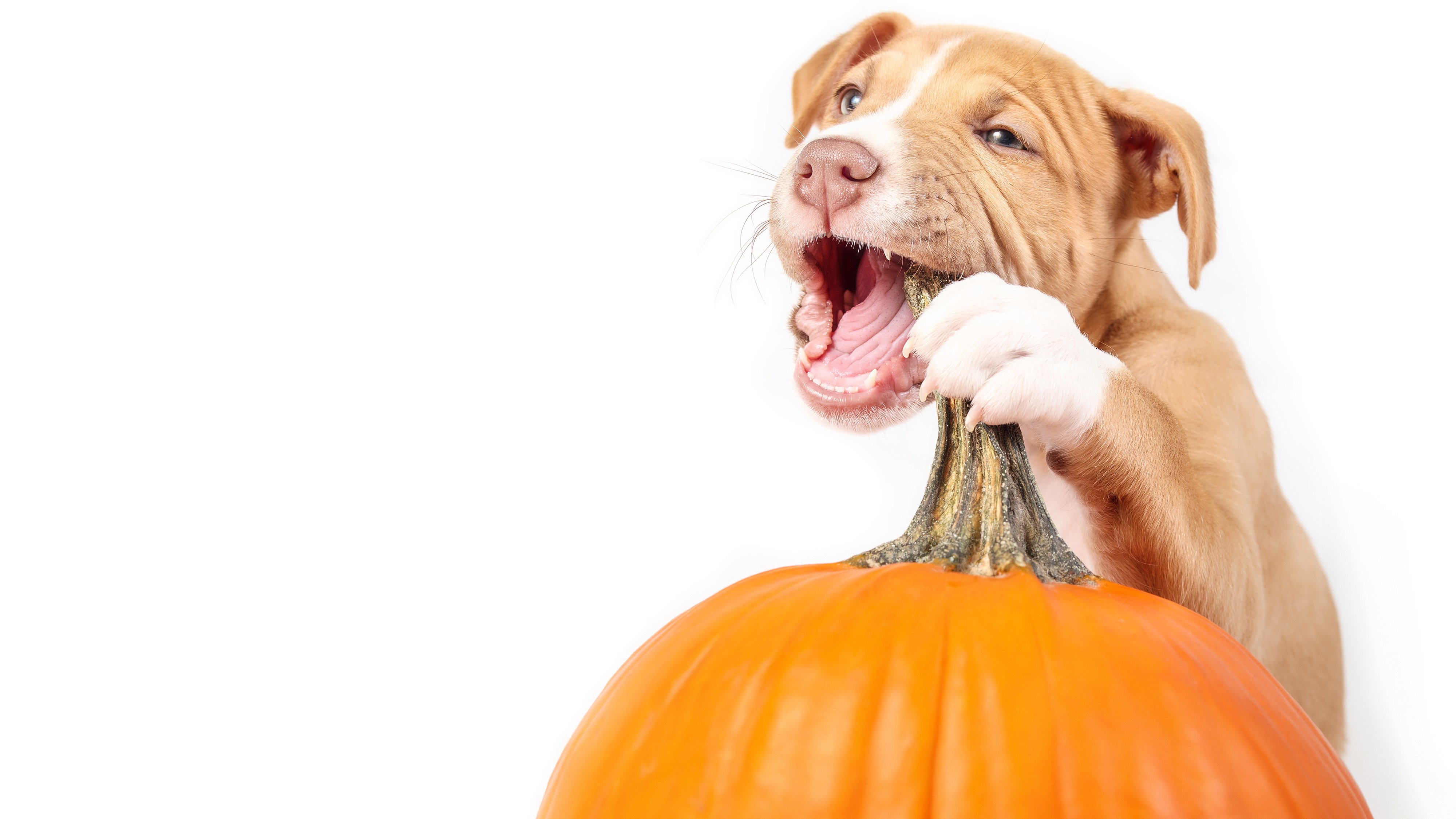 bite pumpkin puppy eat halloween