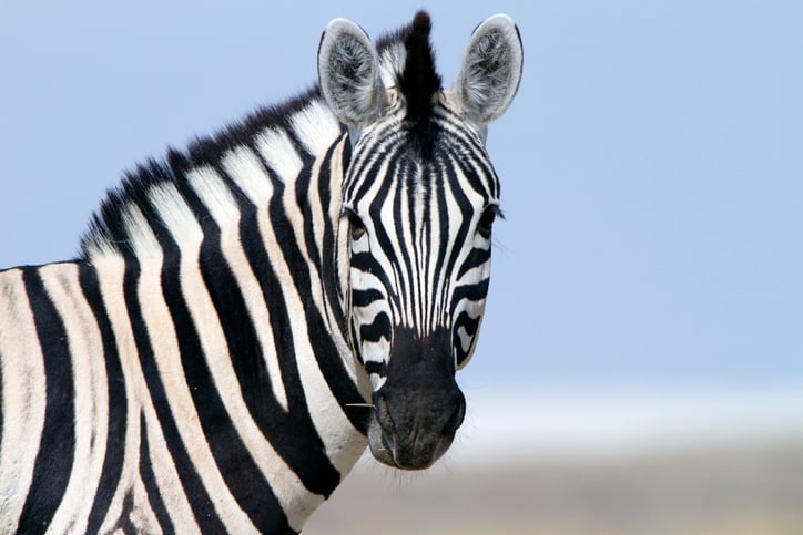 Announcing Year of the Zebra in 2023: Educating millions about