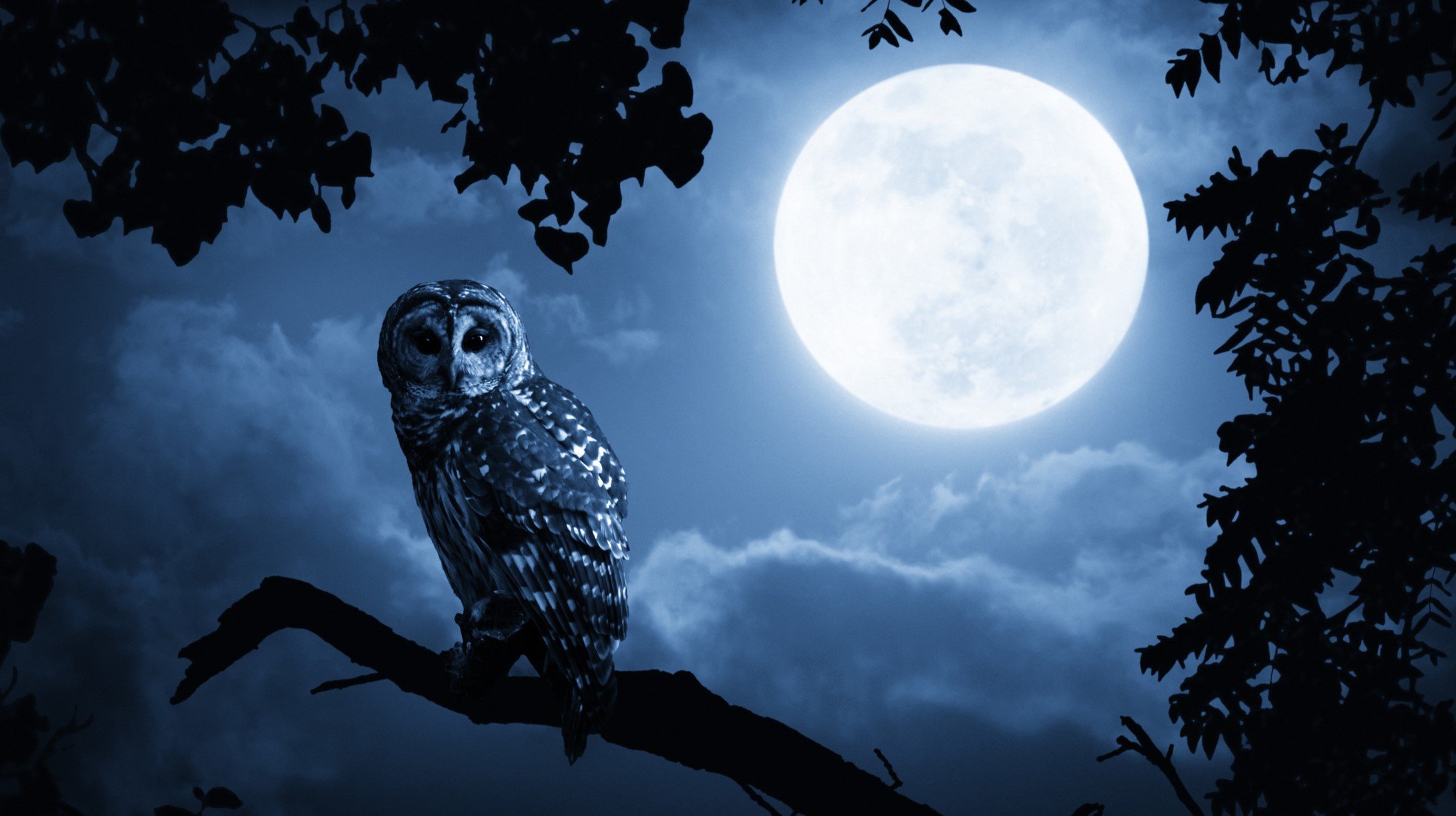 owl bird moon spooky