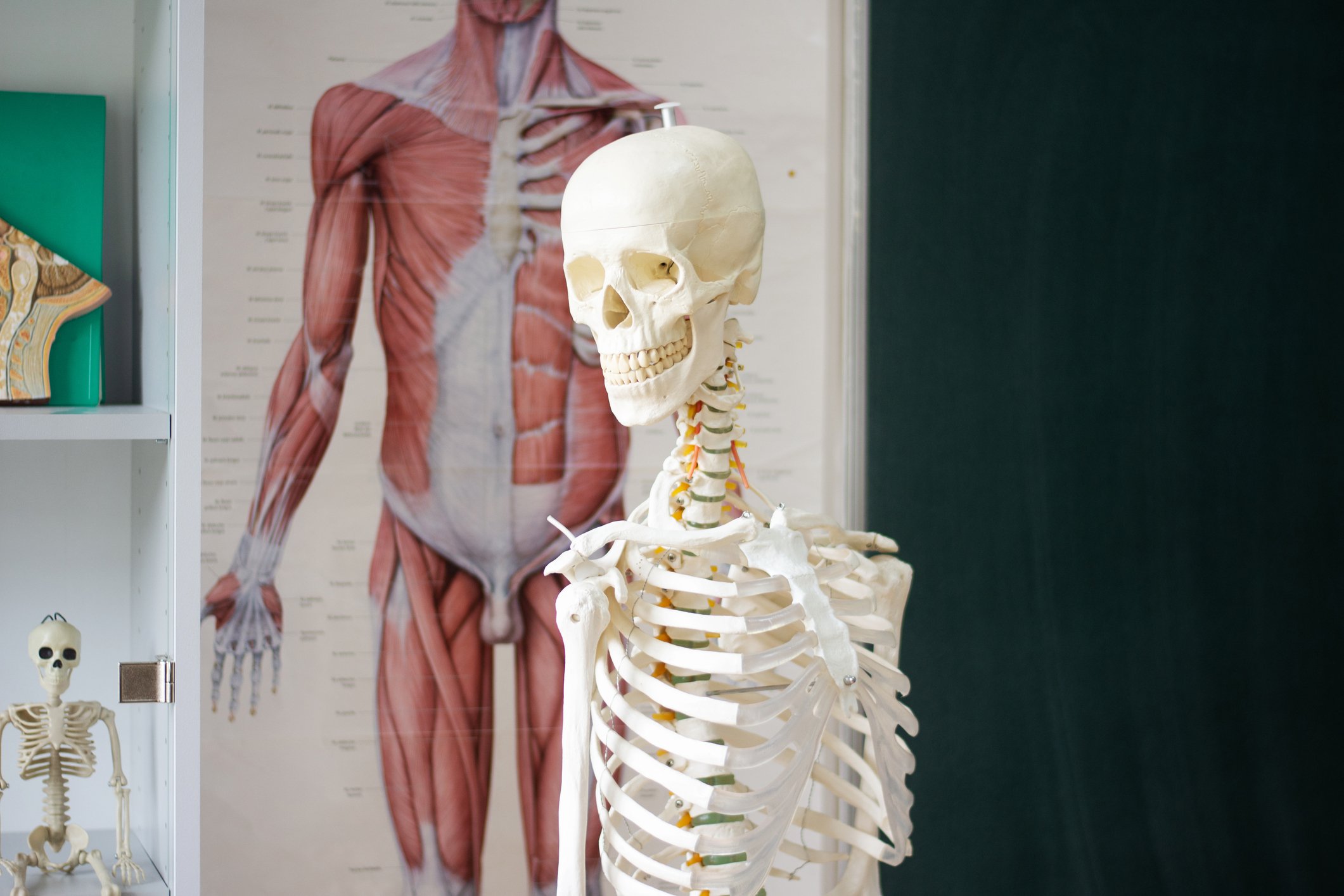 Model skeleton in an anatomy classroom
