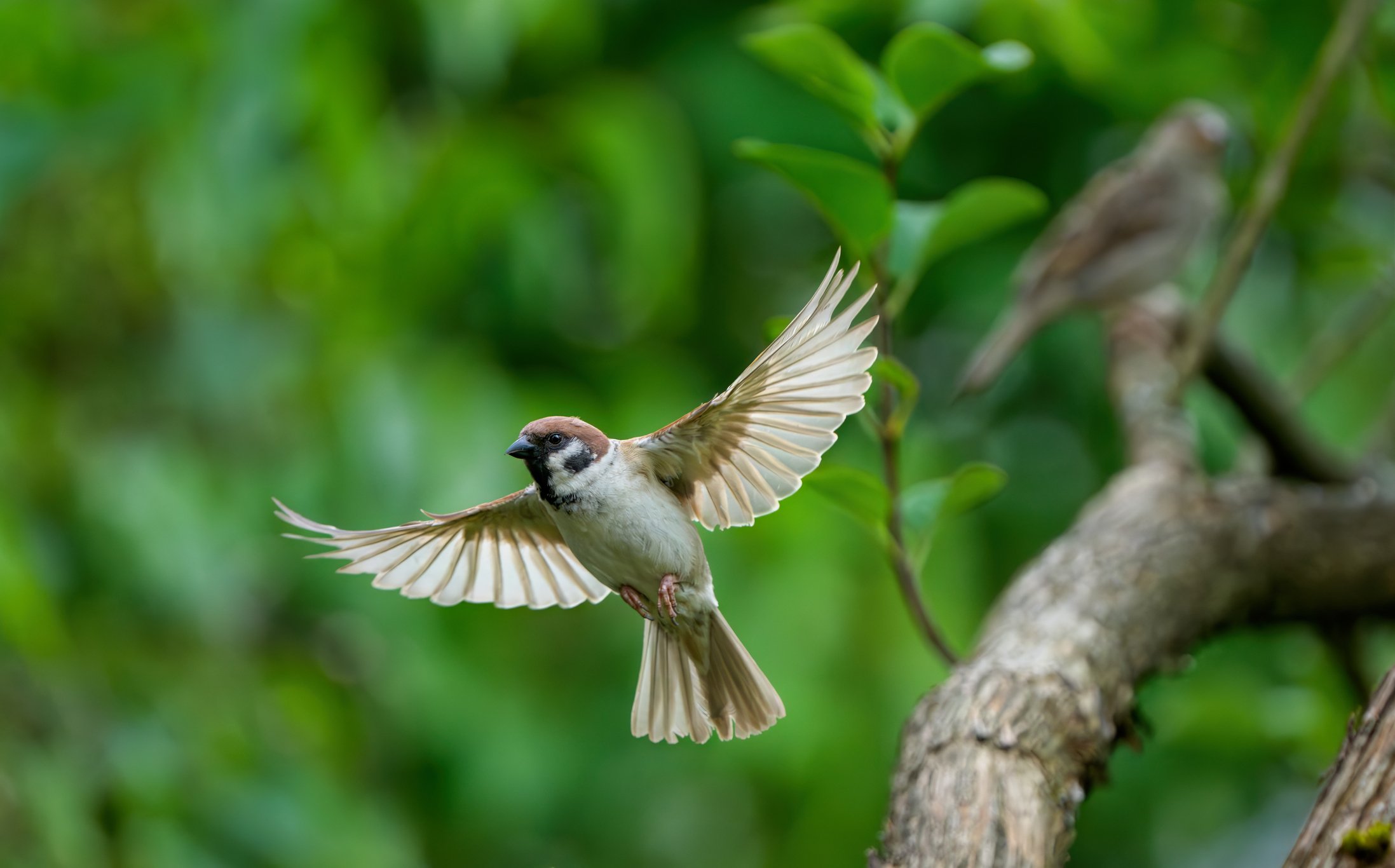 Sparrow flying from a tree branch