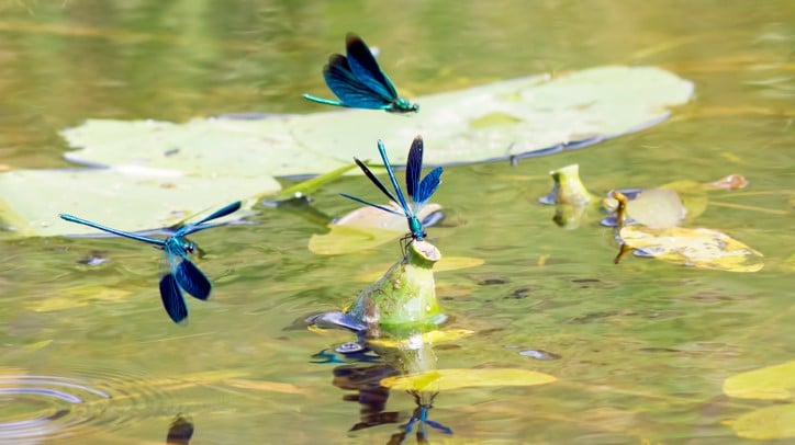 dragonfly pond