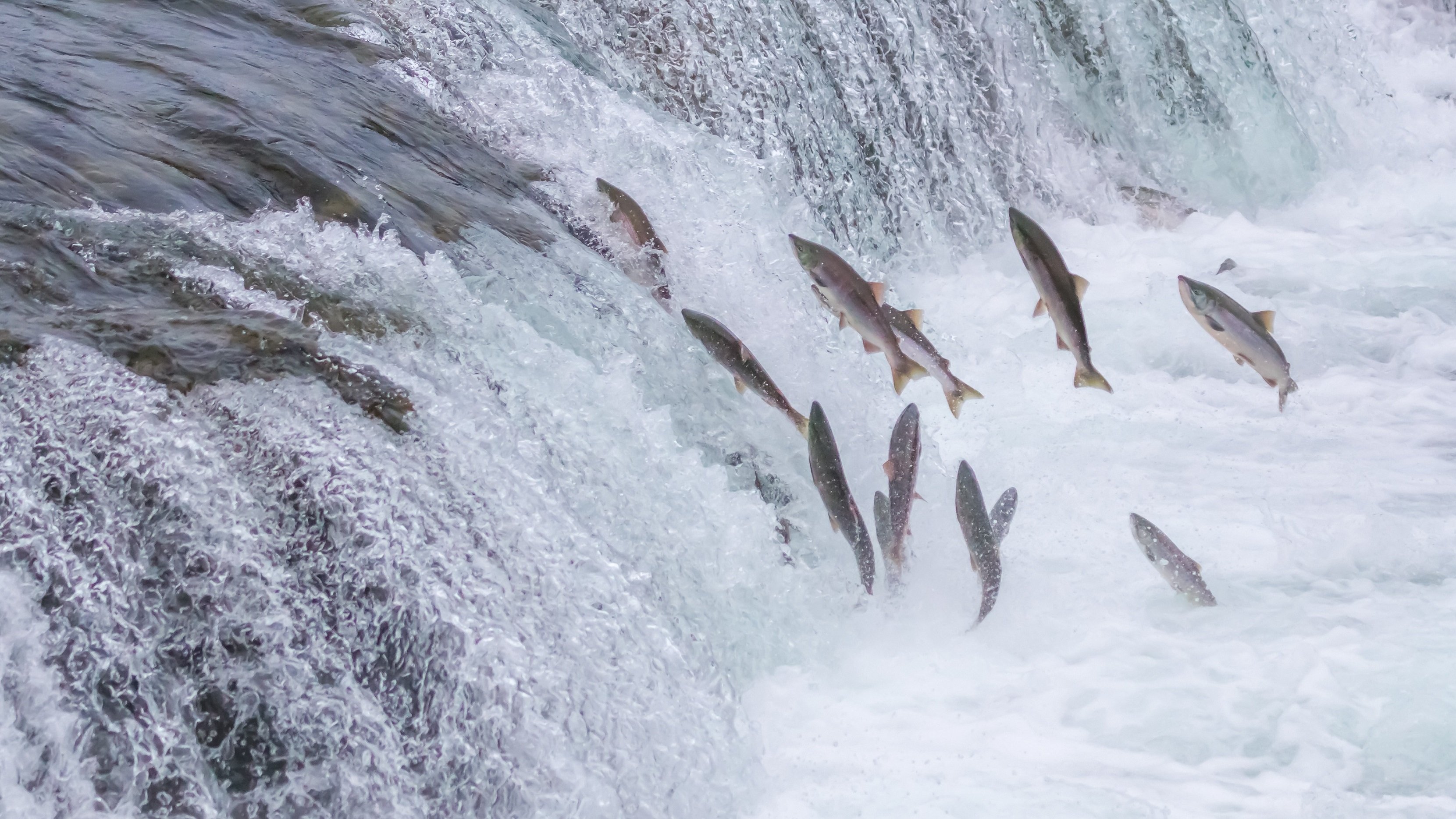 salmon river fish jump upstream katmai alaska