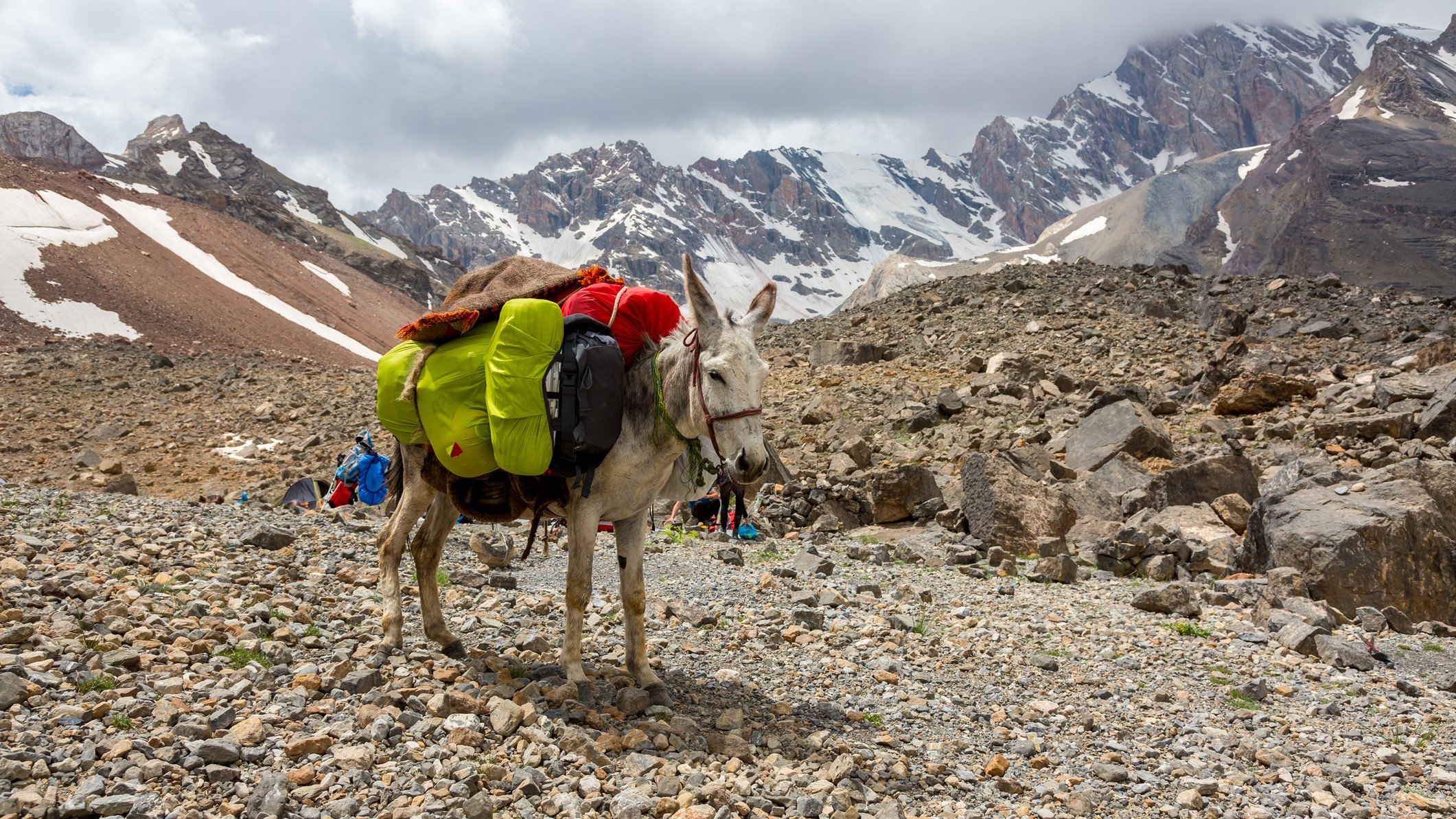 Photo of a donkey saddled with bags with Nepali mountains in the background