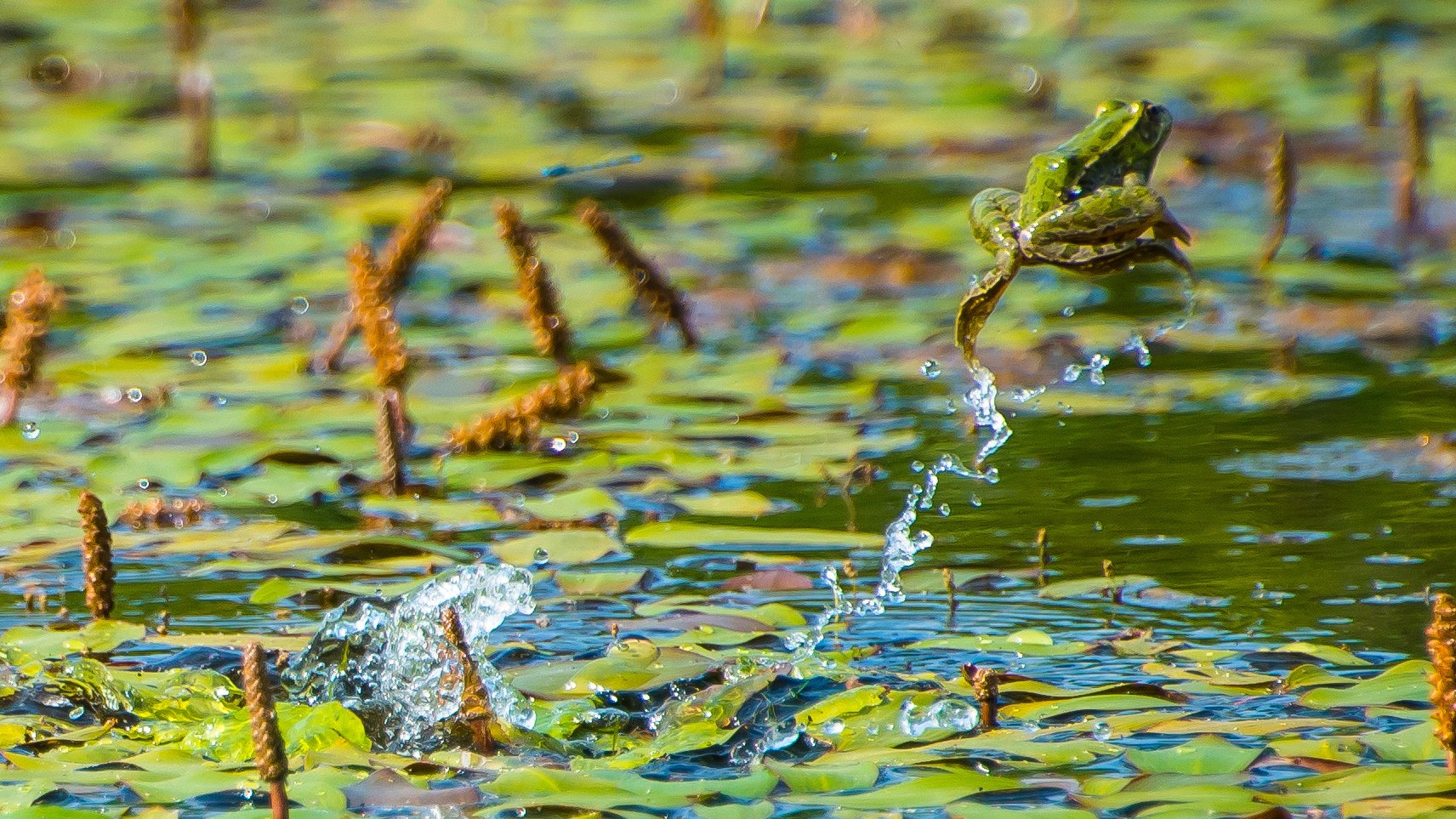 frog jump launching pad lily pad leap