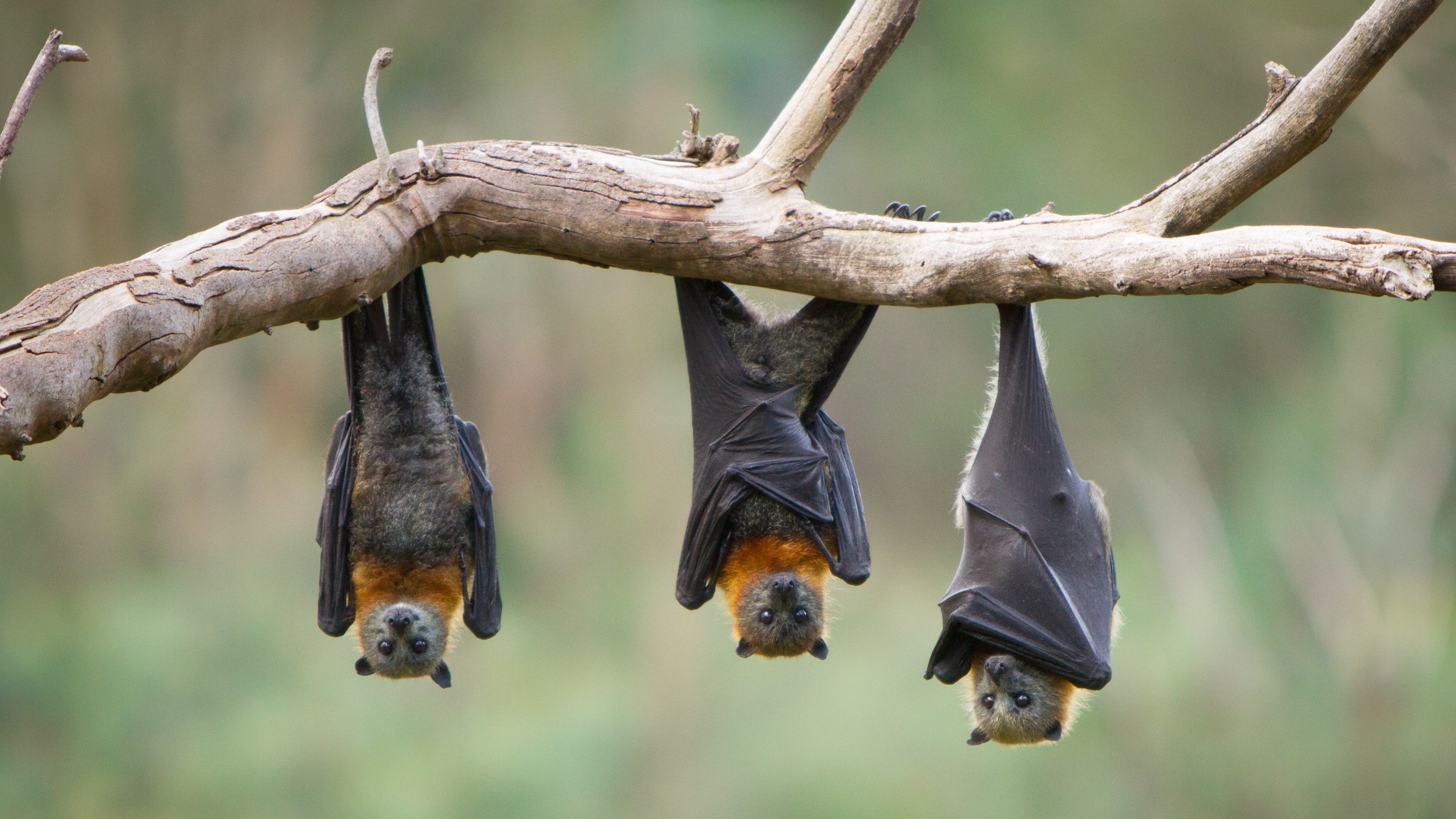 bats hang spooky branch