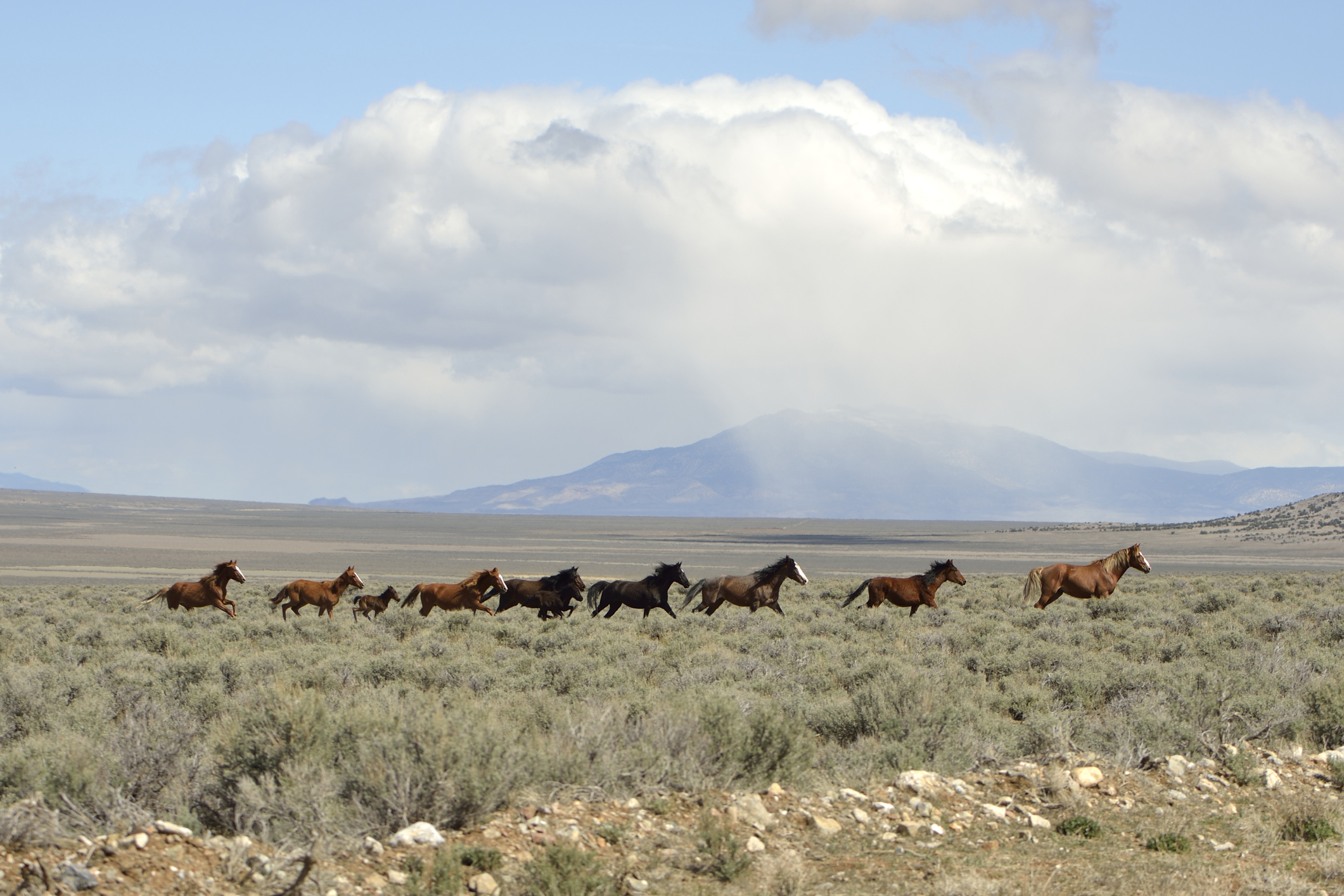 Photo of mustangs running in the open praire