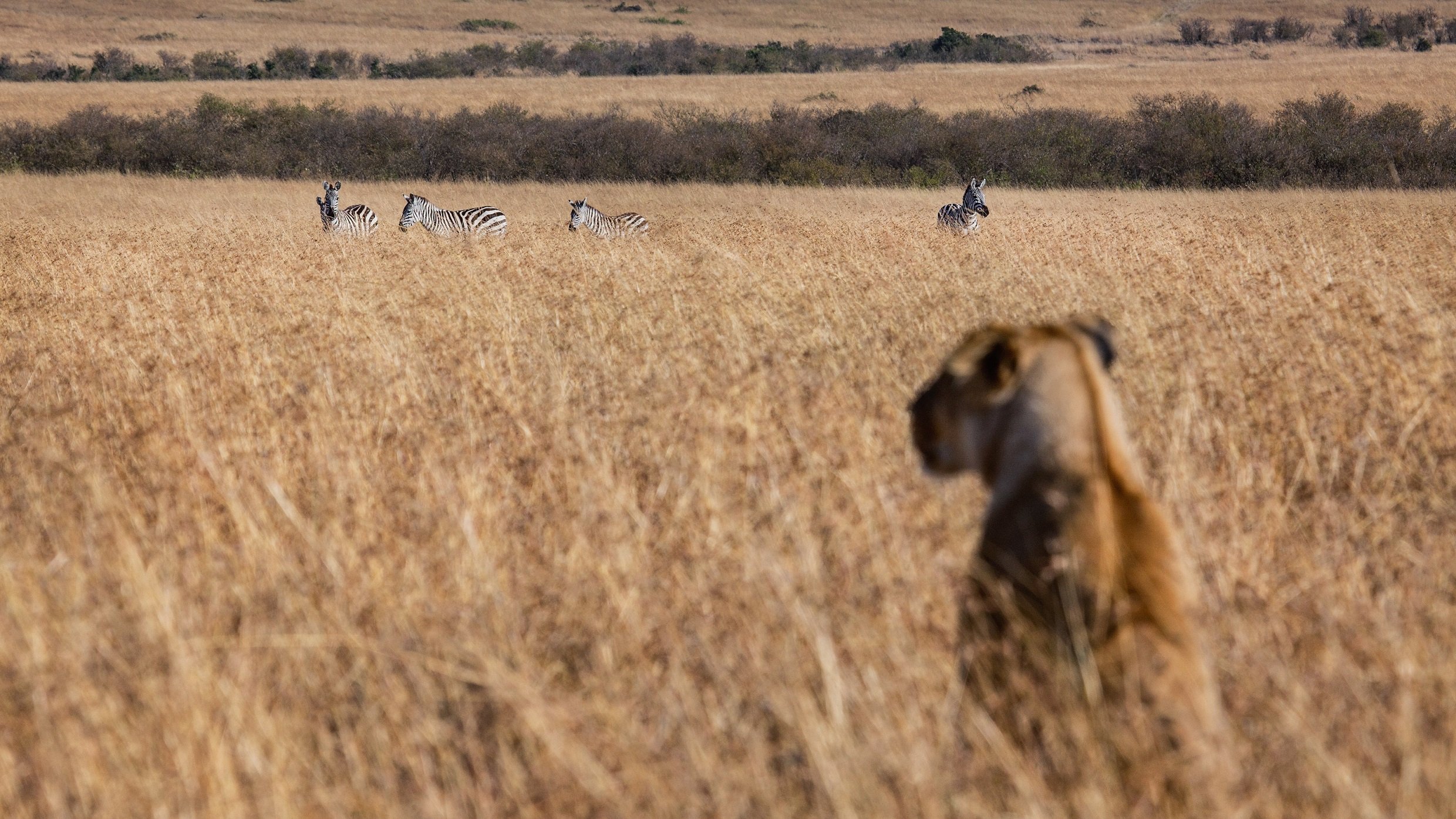 big cat lion zebra hunt lunch animals safari