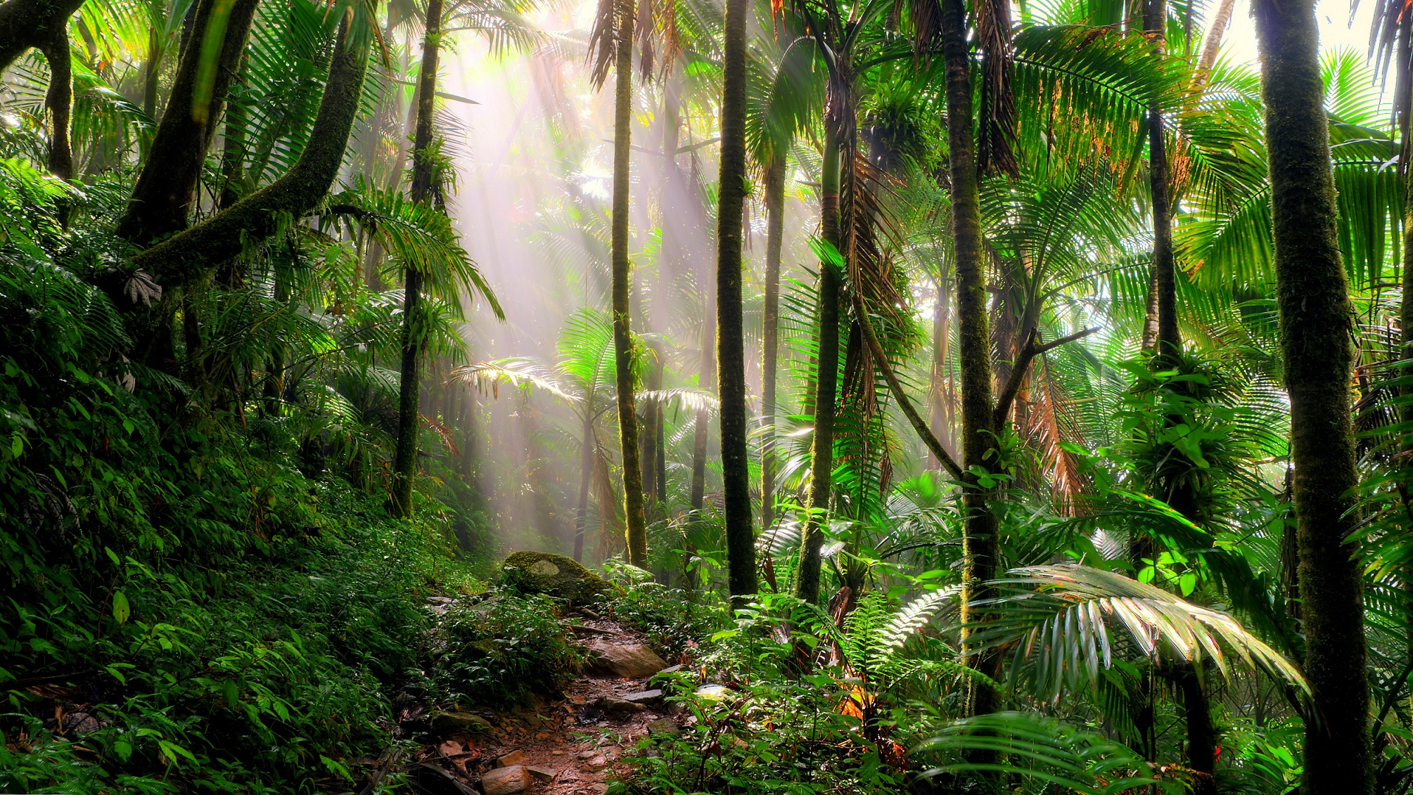 jungle path trees forest
