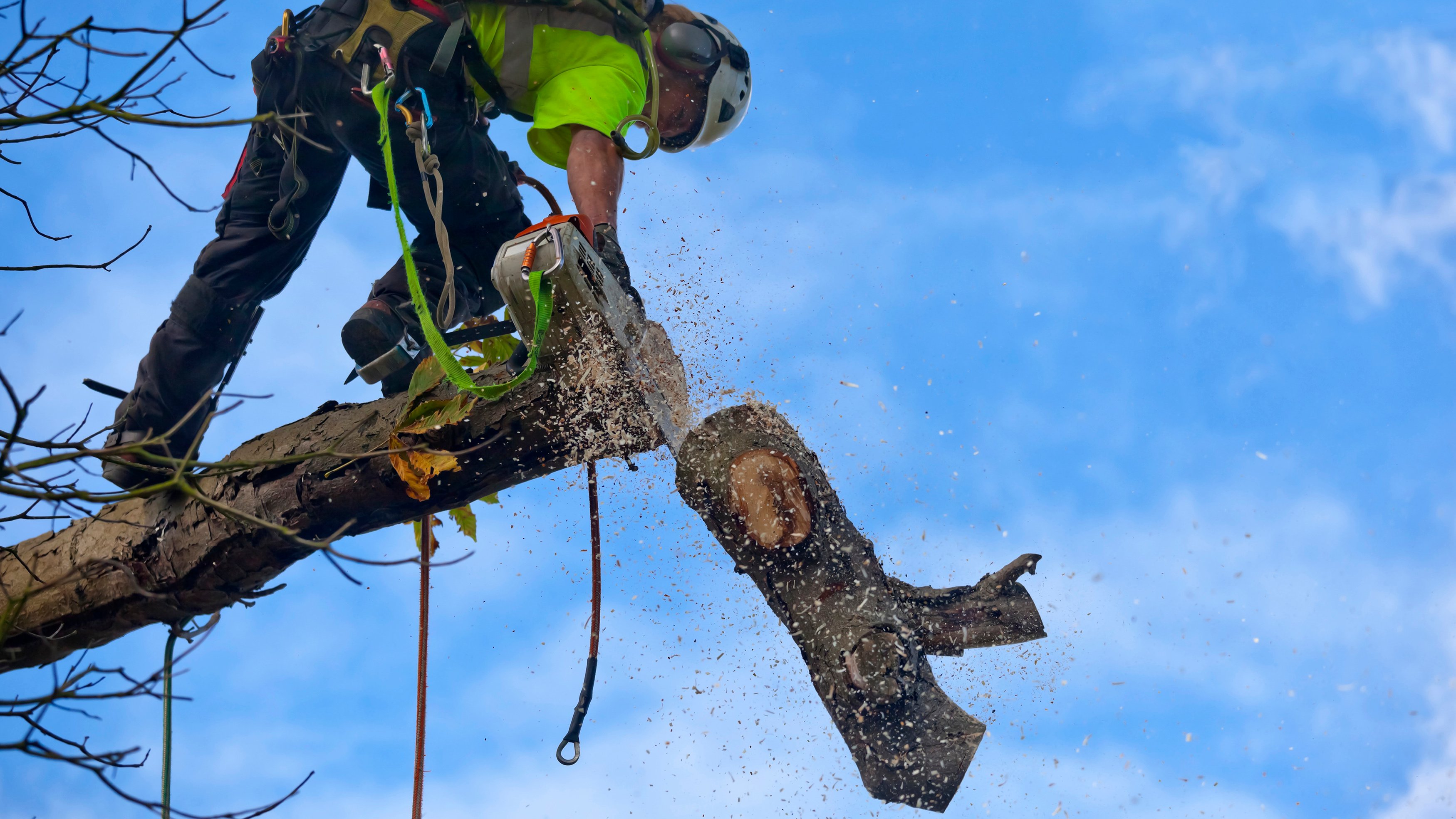chop down cut tree chainsaw ax