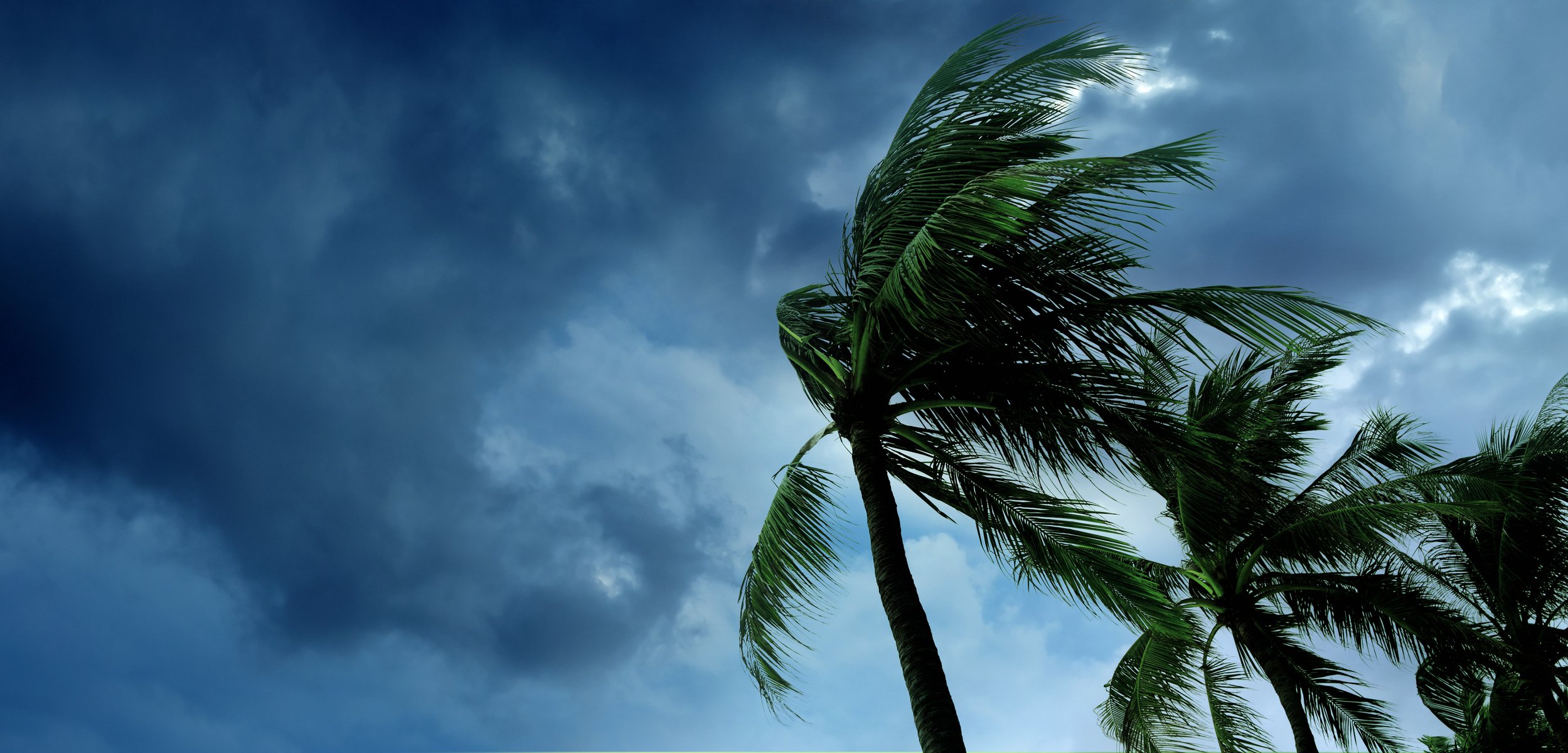 Palm tree branches bending as storm clouds approach