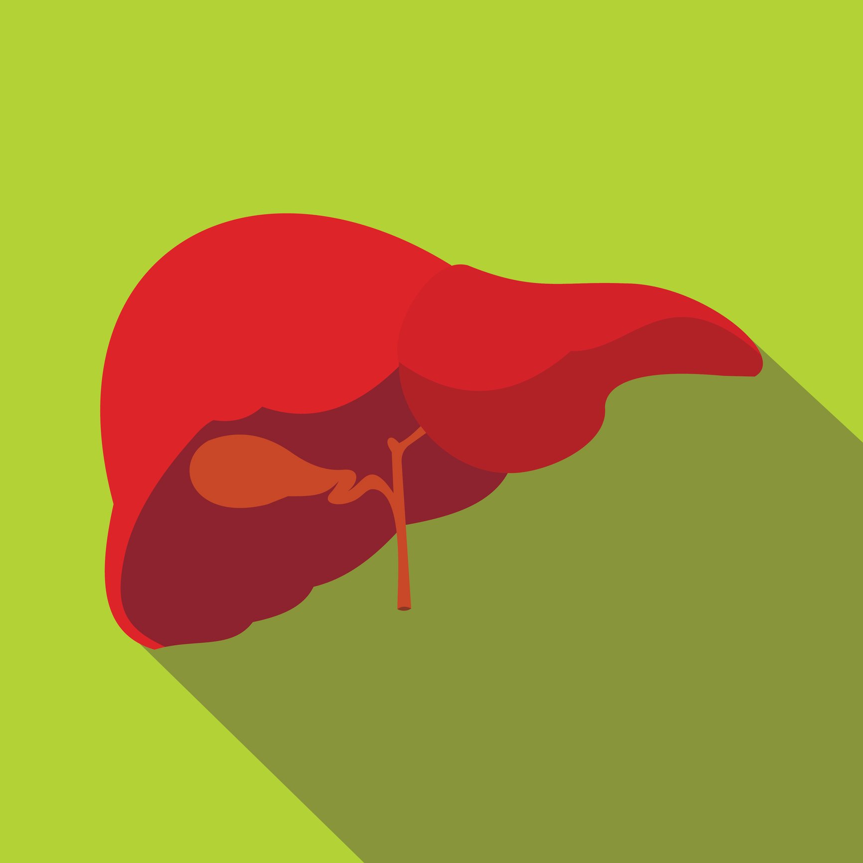 Graphic image of a human liver in front of a dark green background