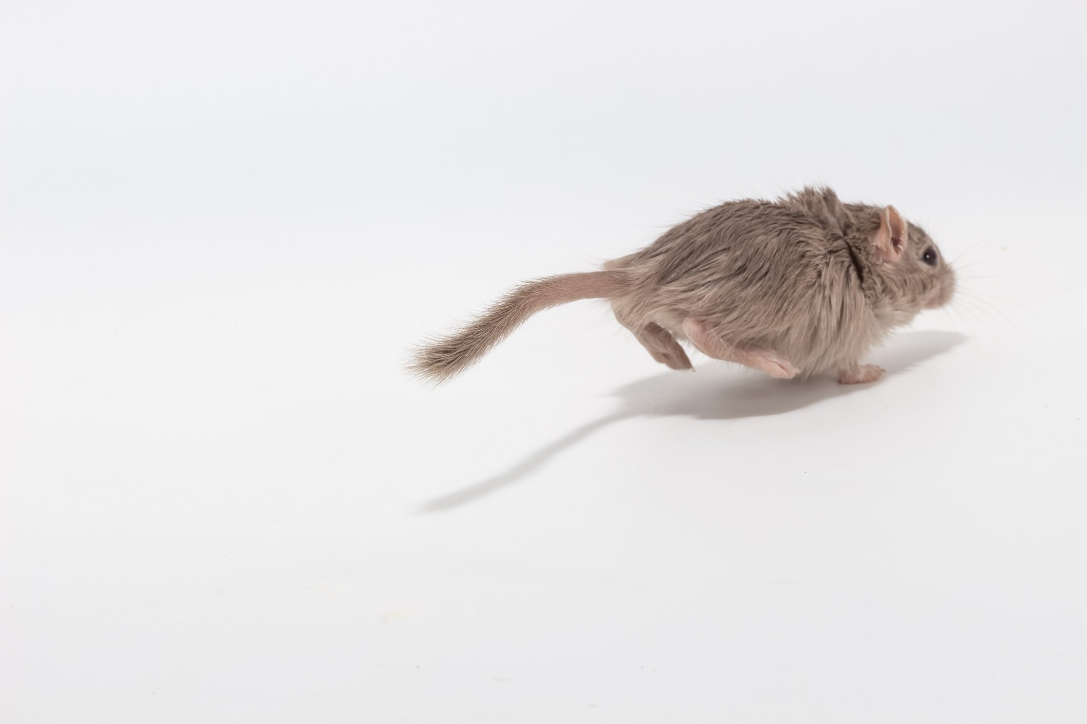 mice model mouse running