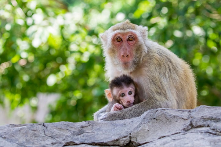 A mother monkey and a baby perch on a rock in front of some trees 