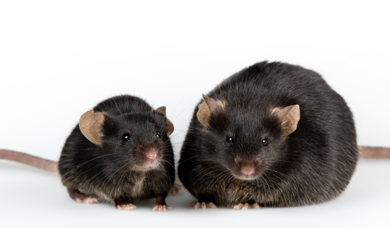 A thin mouse sits next to one that is genetically inclined to be obese Both mice are black 