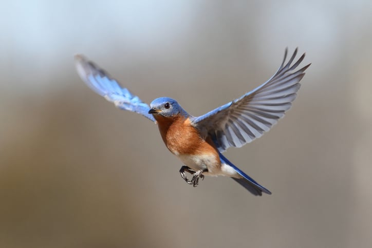 bird blue bird flying