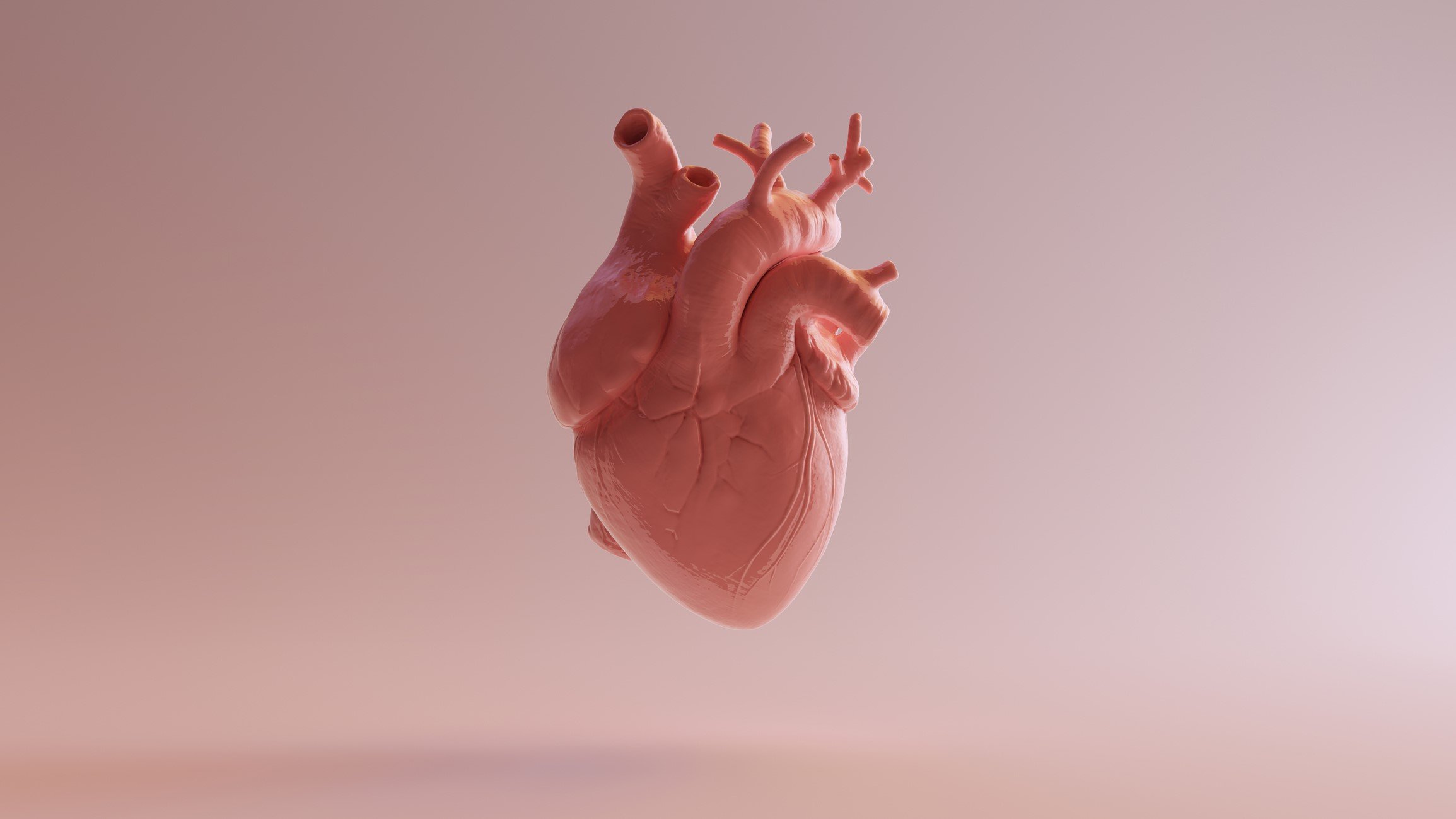 Pink Porcelain Anatomical Heart - stock photo Paul CampbellGetty Images