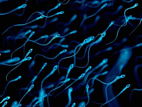 swimming sperm