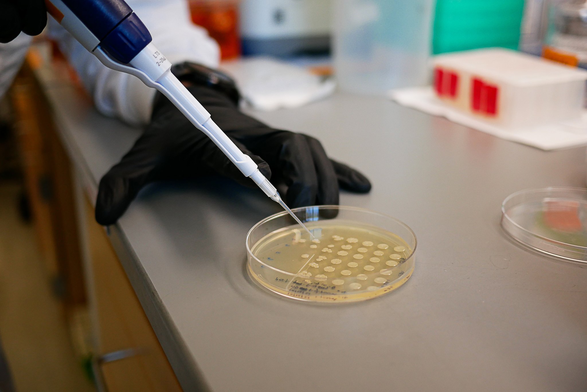 An IGI researcher plates bacterial cultures in the Innovative Genomics Institutes BIOME lab where researchers study how to 