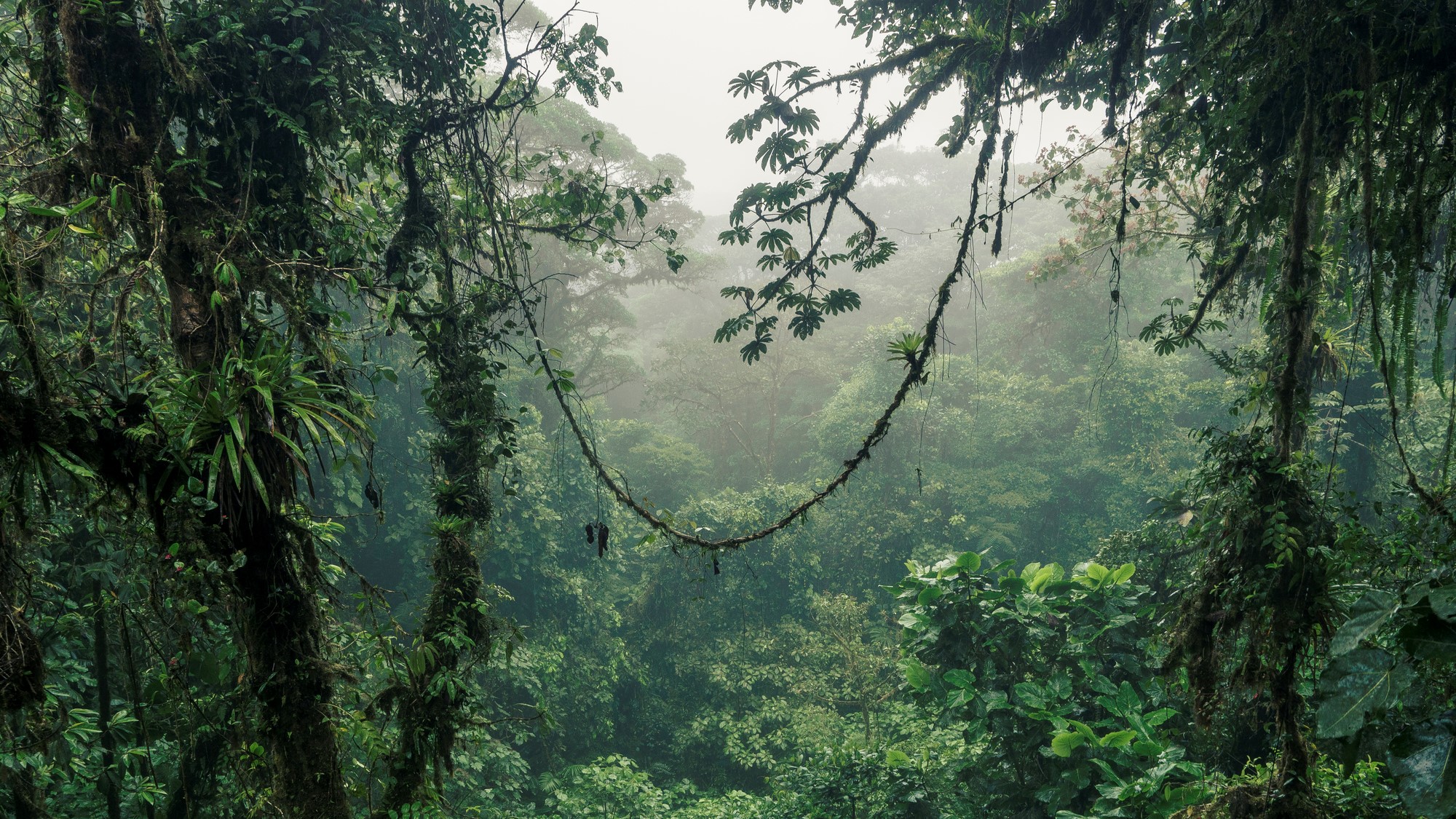 Vine jungle rainforest